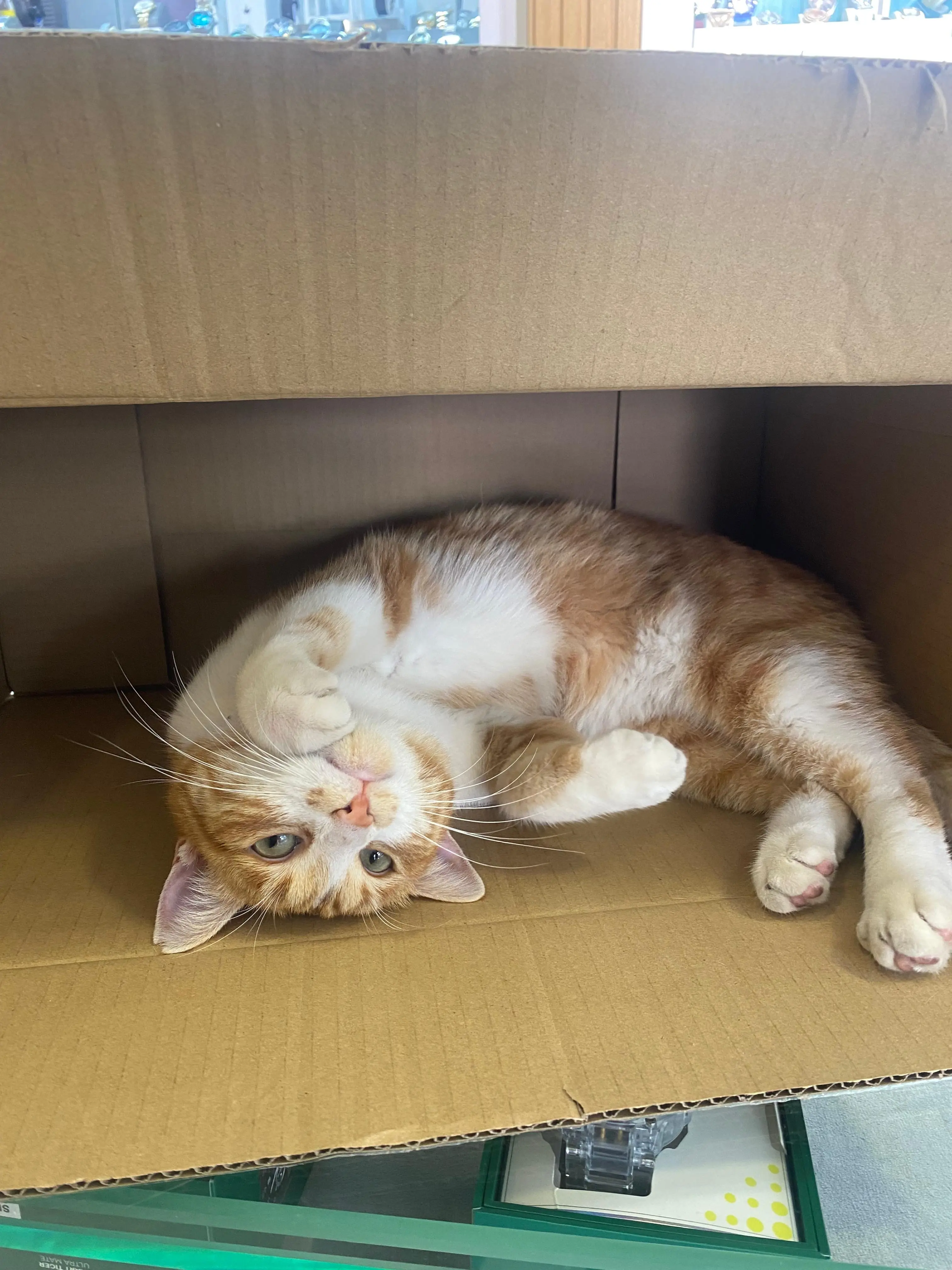 Kedi-Sarman | Köpük🐾, 14.10.2025 Salı tarihli fotoğrafı