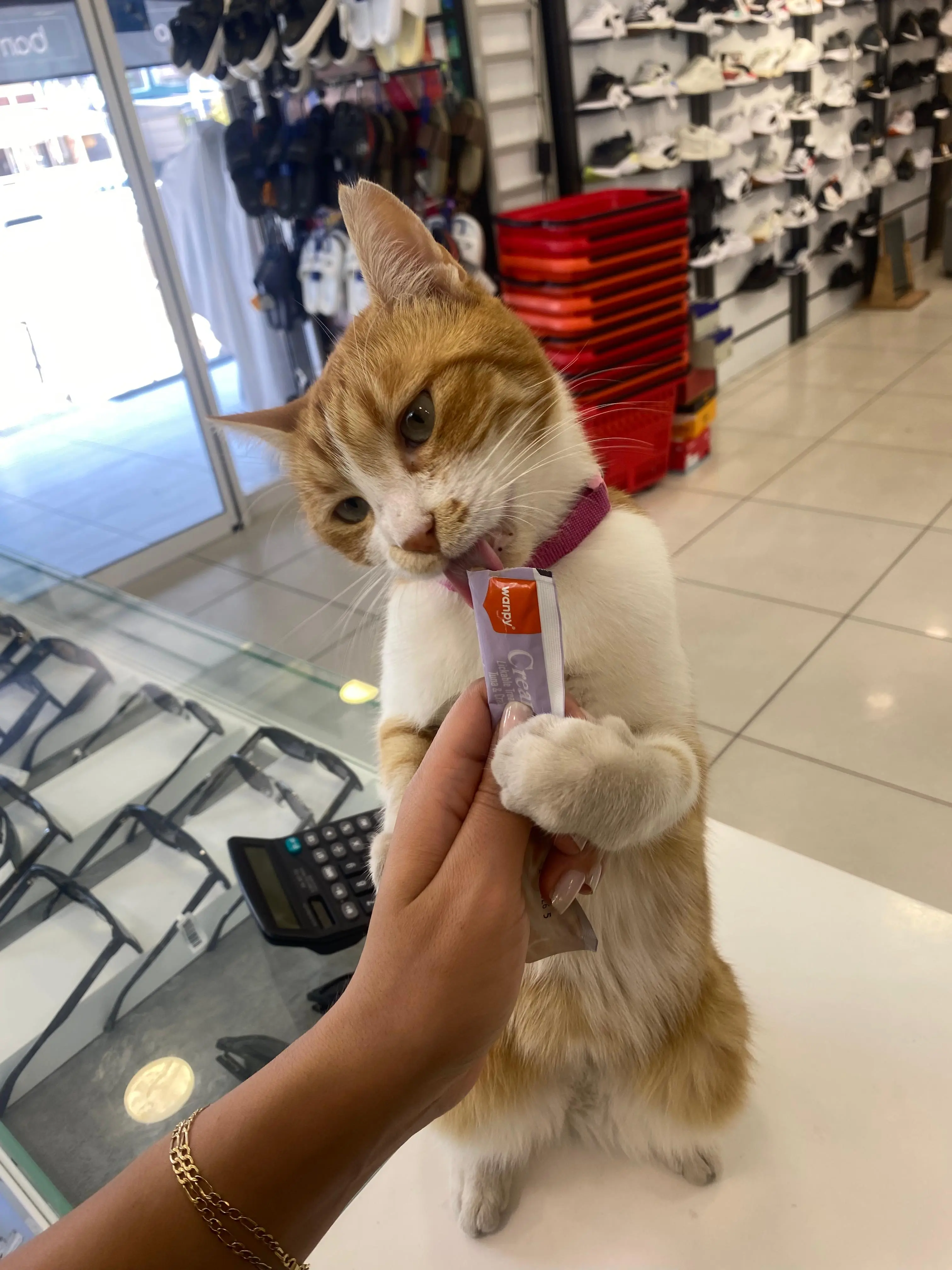 Kedi-Sarman | Köpük🐾, 14.10.2025 Salı tarihli fotoğrafı