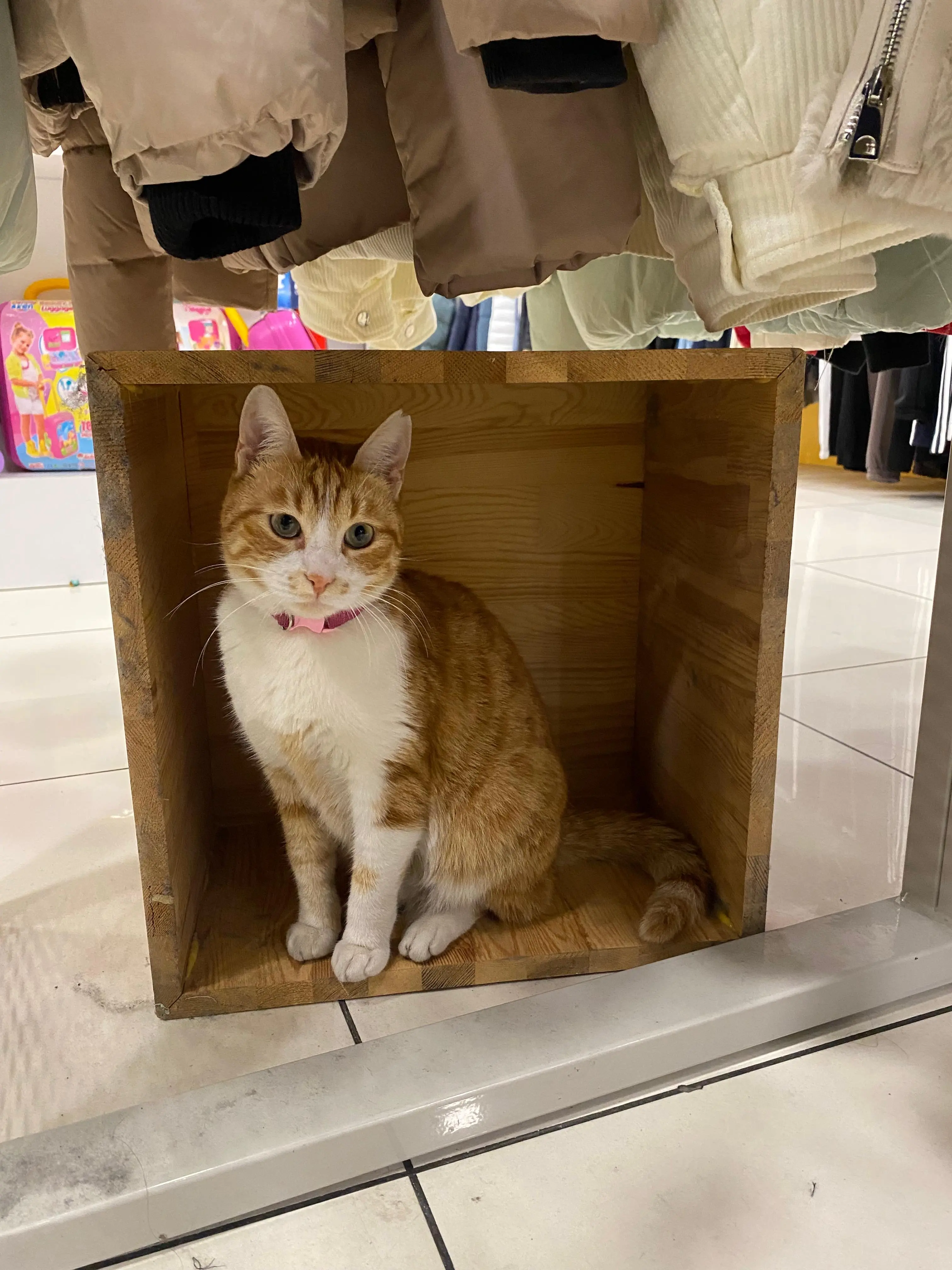 Kedi-Sarman | Köpük🐾, 18.10.2025 Cumartesi tarihli fotoğrafı