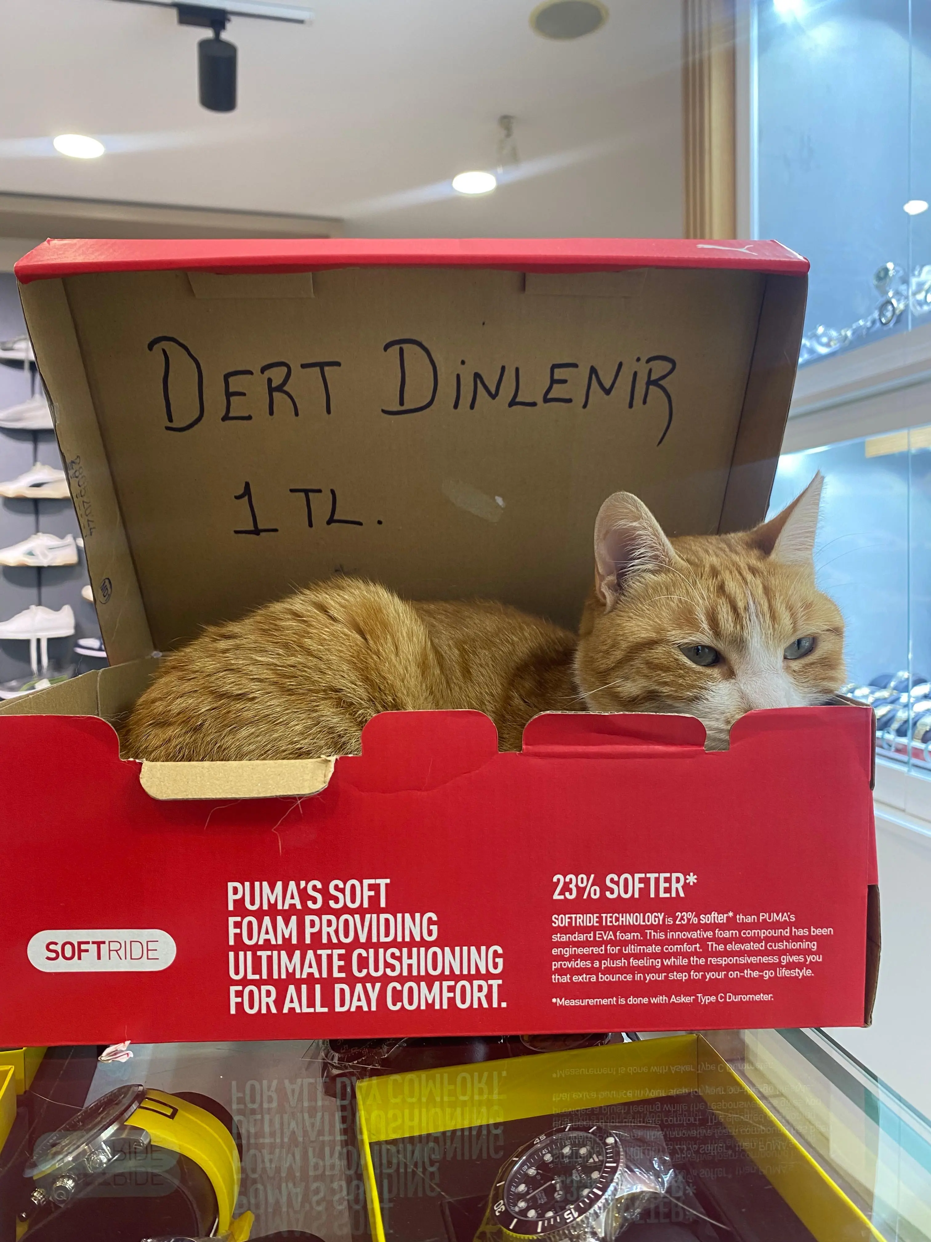 Kedi-Sarman | Köpük🐾, 14.10.2025 Salı tarihli fotoğrafı