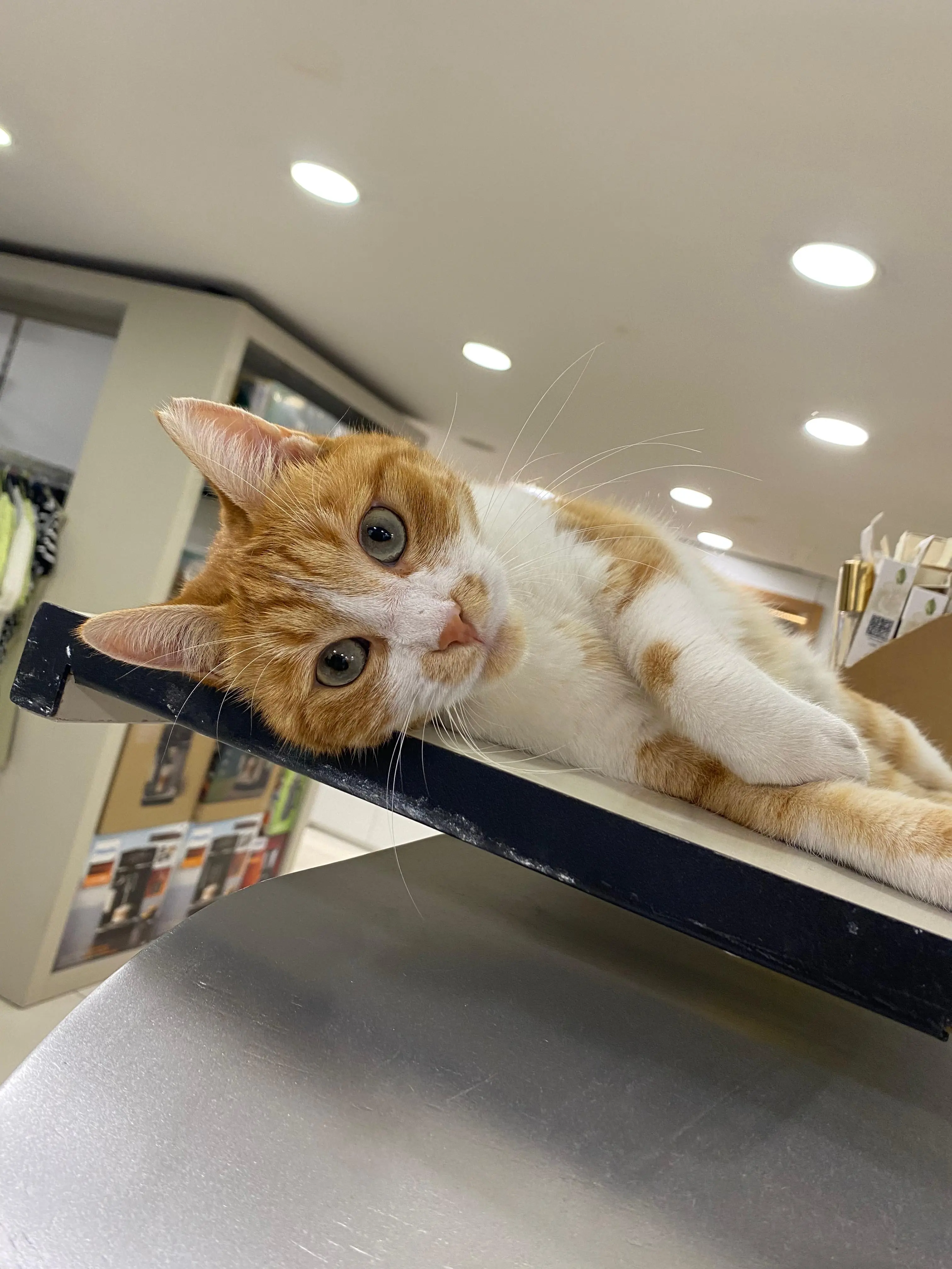 Kedi-Sarman | Köpük🐾, 14.10.2025 Salı tarihli fotoğrafı