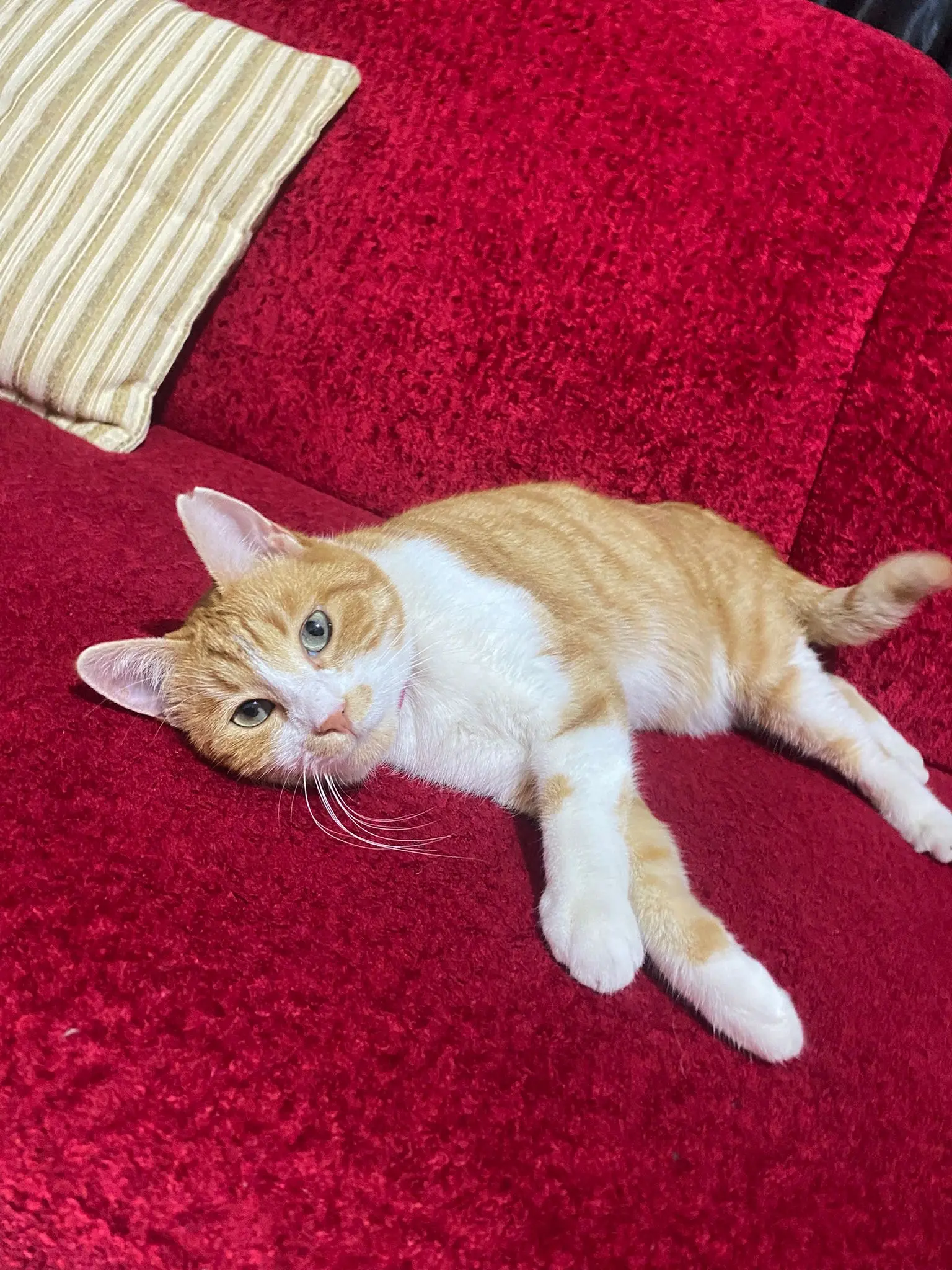 Kedi-Sarman | Köpük🐾, 14.10.2025 Salı tarihli fotoğrafı