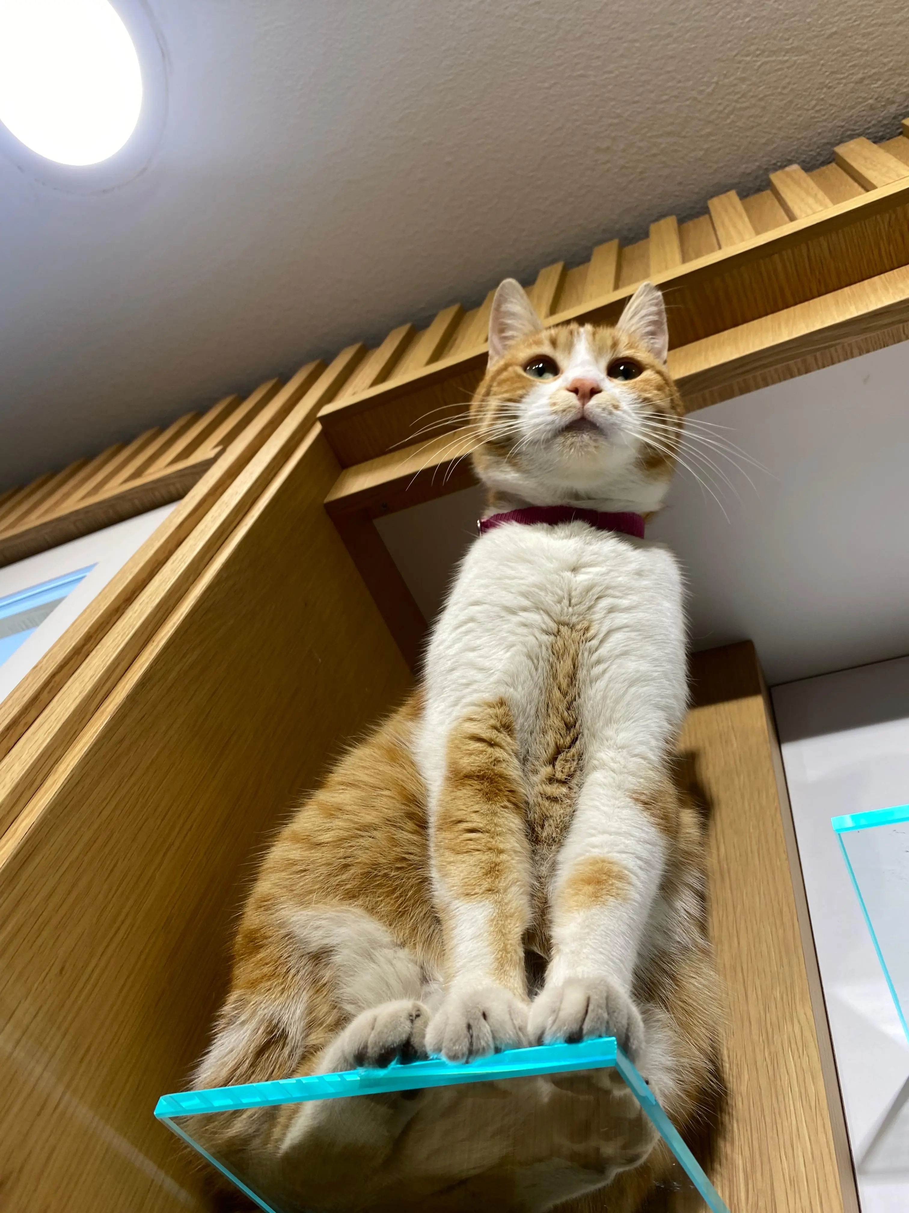 Kedi-Sarman | Köpük🐾, 14.10.2025 Salı tarihli fotoğrafı