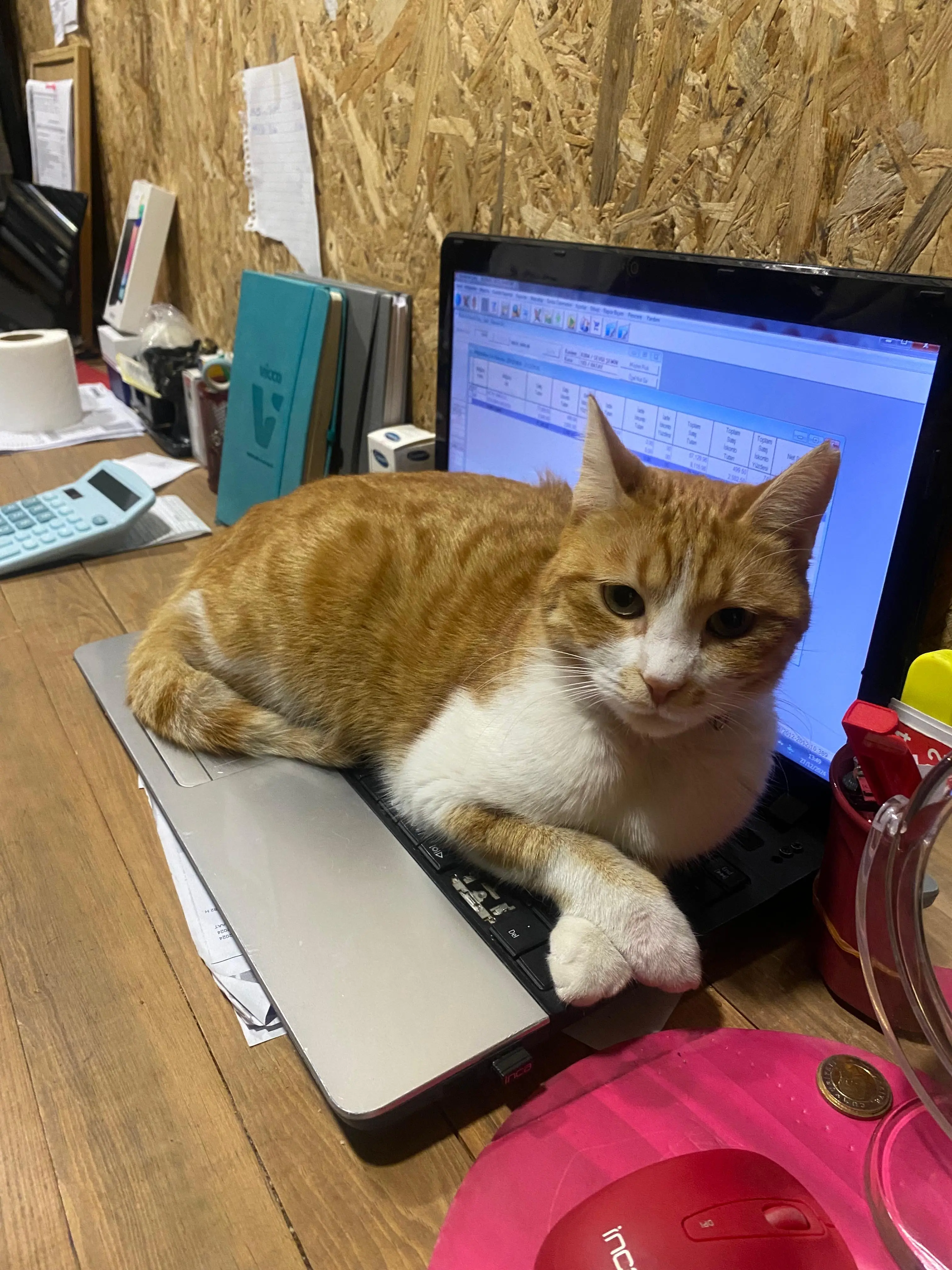 Kedi-Sarman | Köpük🐾, 14.10.2025 Salı tarihli fotoğrafı