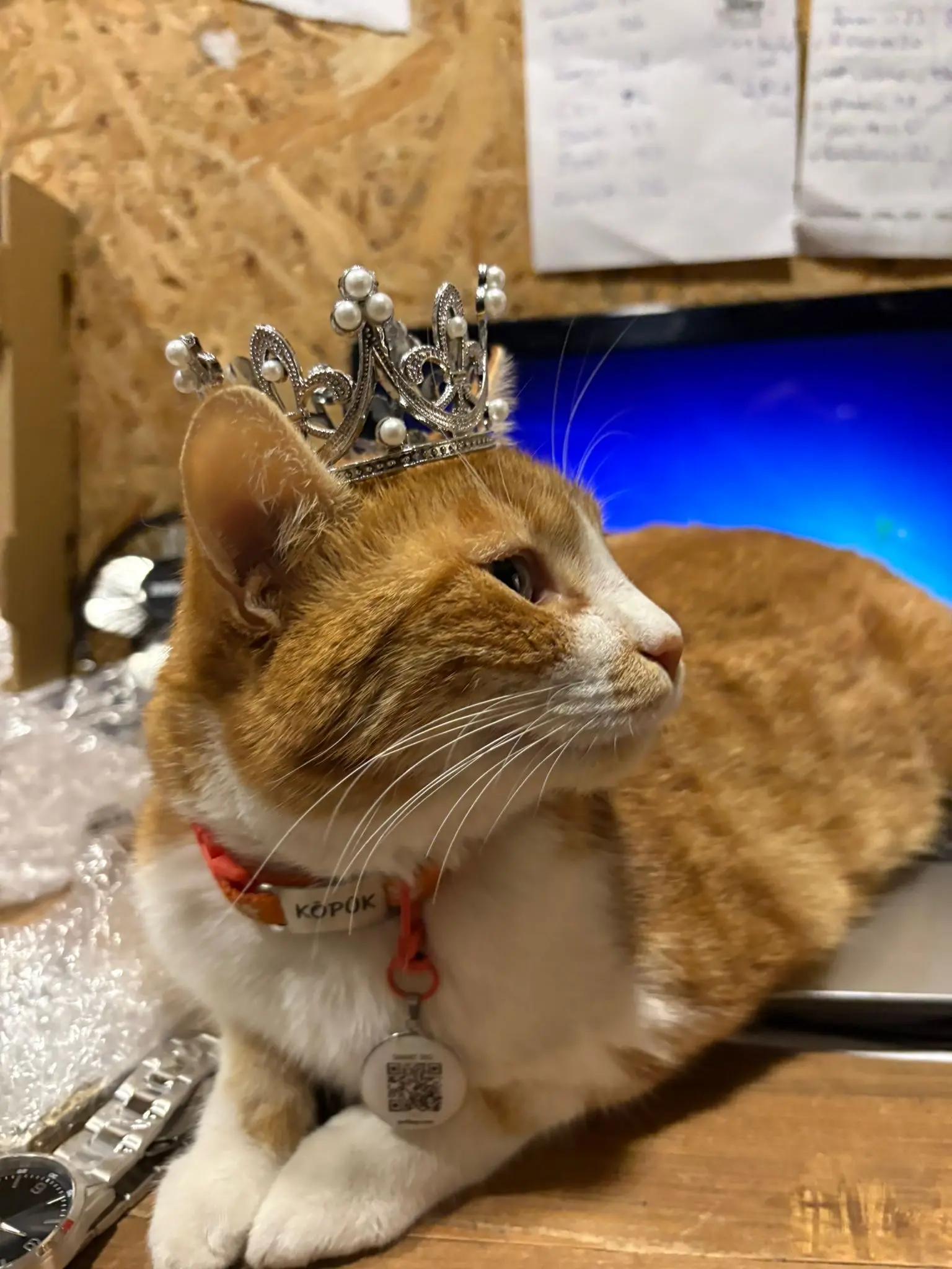 Kedi-Sarman | Köpük🐾, 02.11.2025 Pazar tarihli fotoğrafı