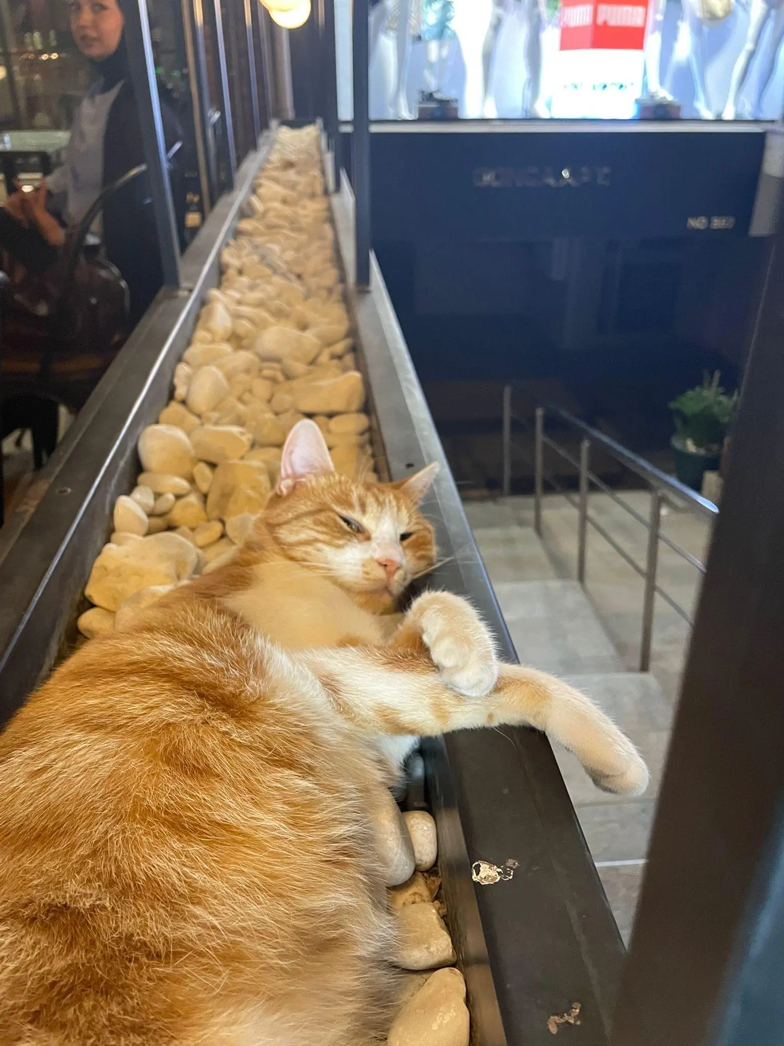 Kedi-Sarman | Köpük🐾, 14.10.2025 Salı tarihli fotoğrafı