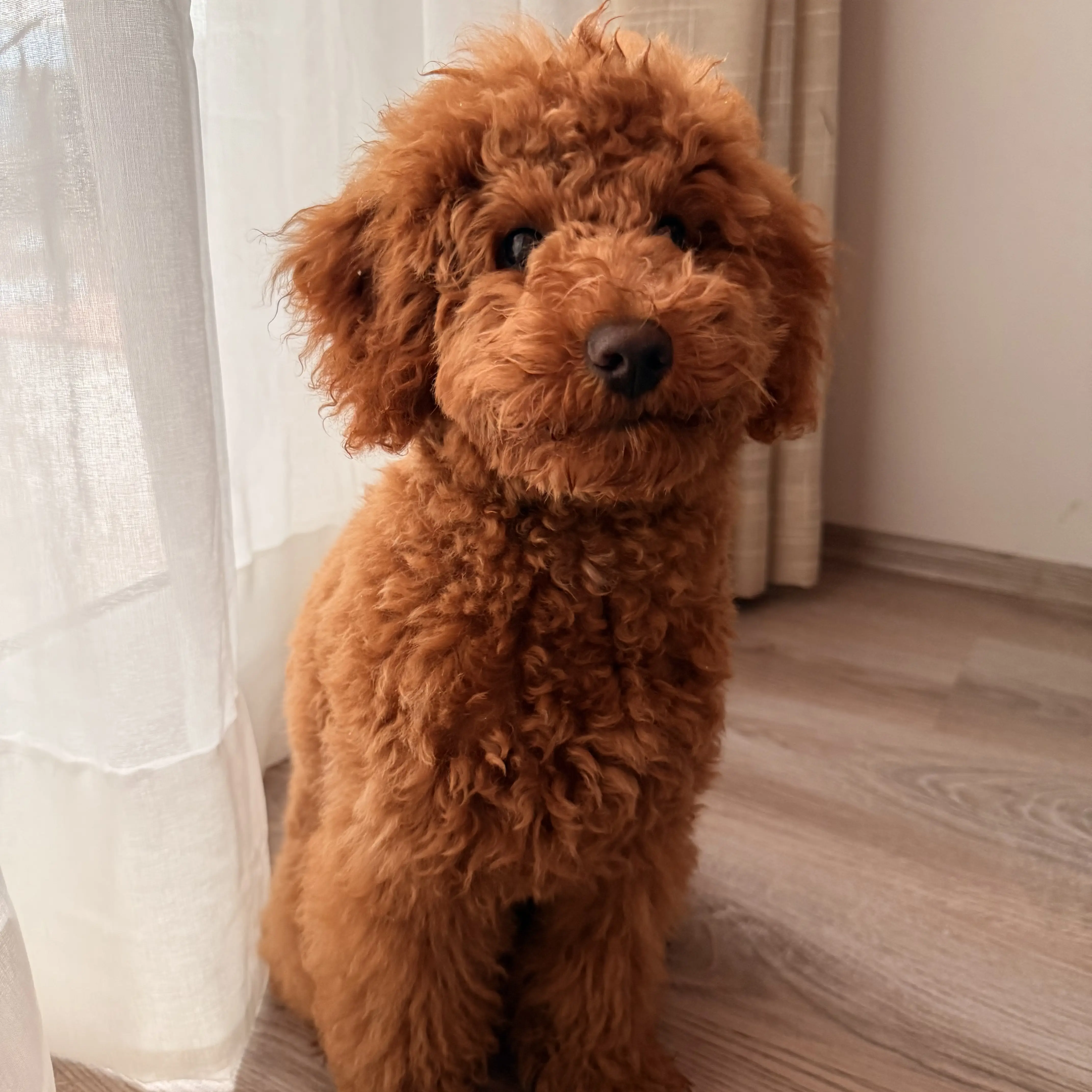 Köpek-Poodle | Bulka/ Jimi Hendrix , 02.03.2026 Pazartesi tarihli fotoğrafı