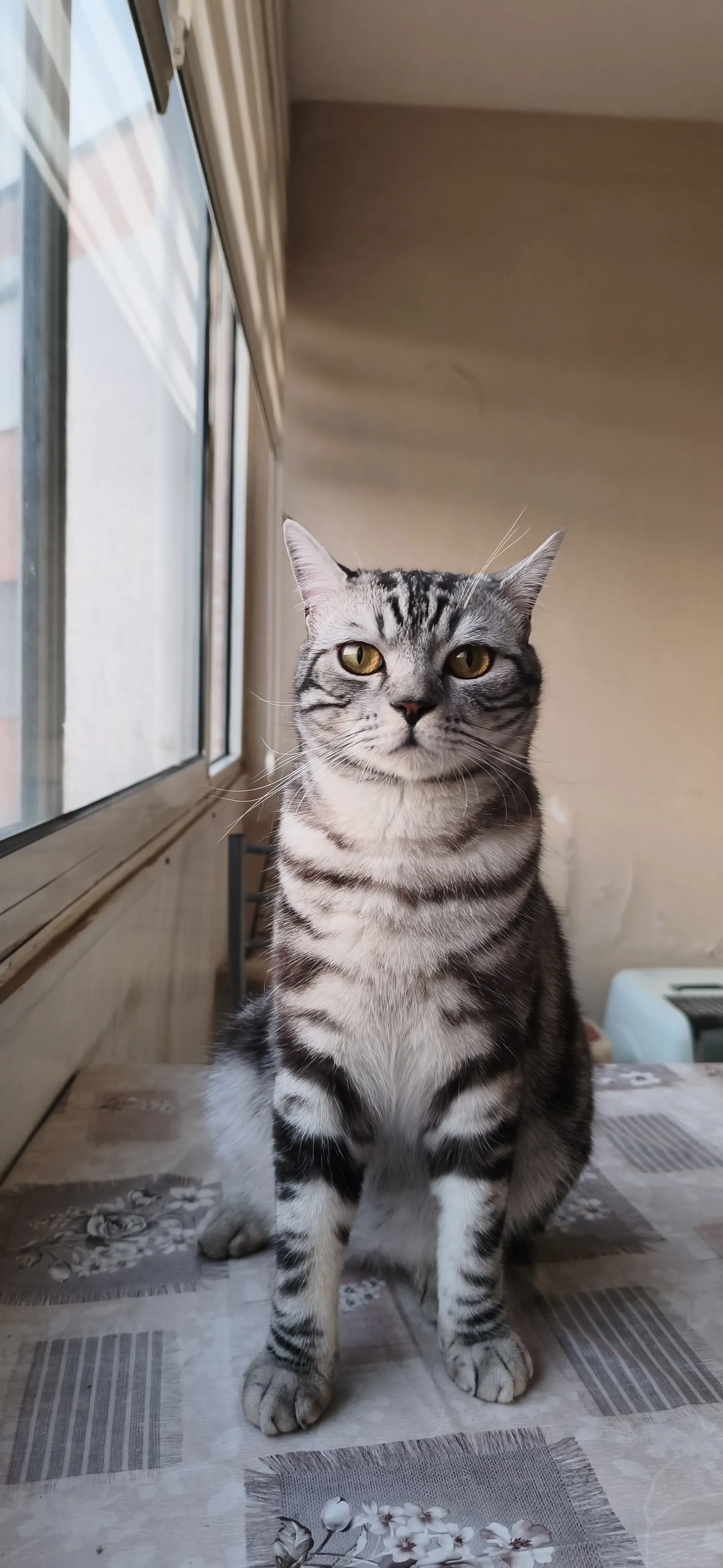 Kedi-Tekir | Şah 