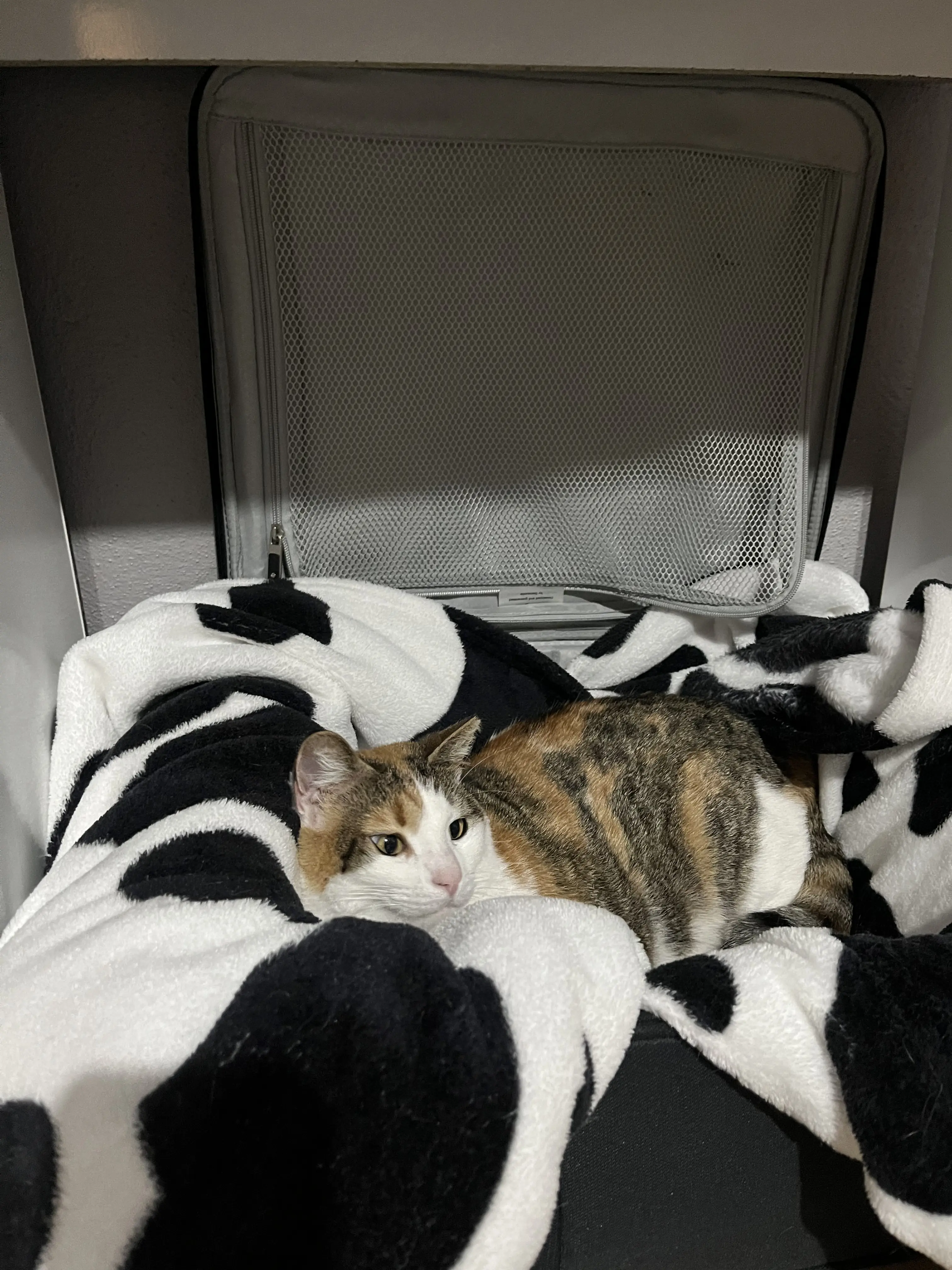 Kedi-Aegean | Misha, 07.11.2025 Cuma tarihli fotoğrafı