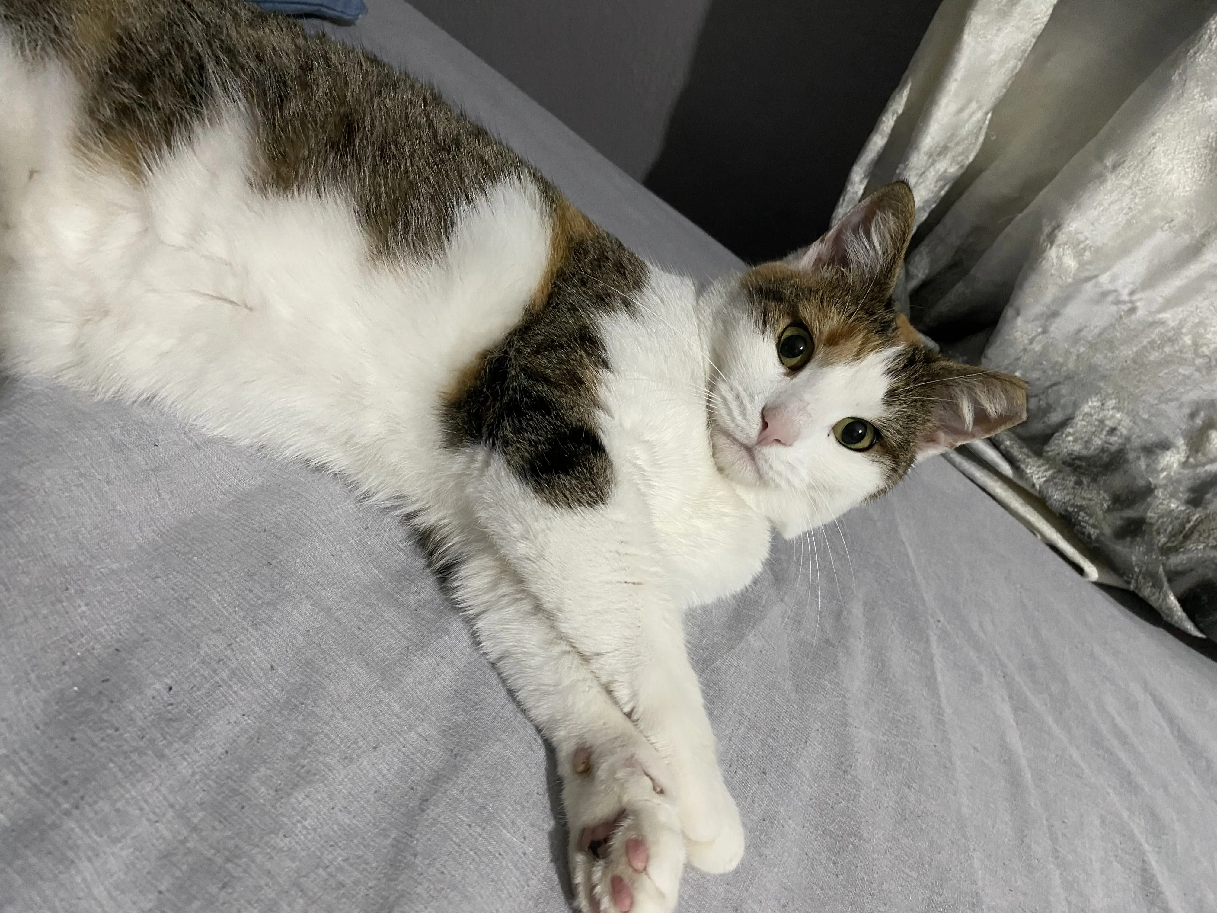 Kedi-Aegean | Misha, 07.11.2025 Cuma tarihli fotoğrafı