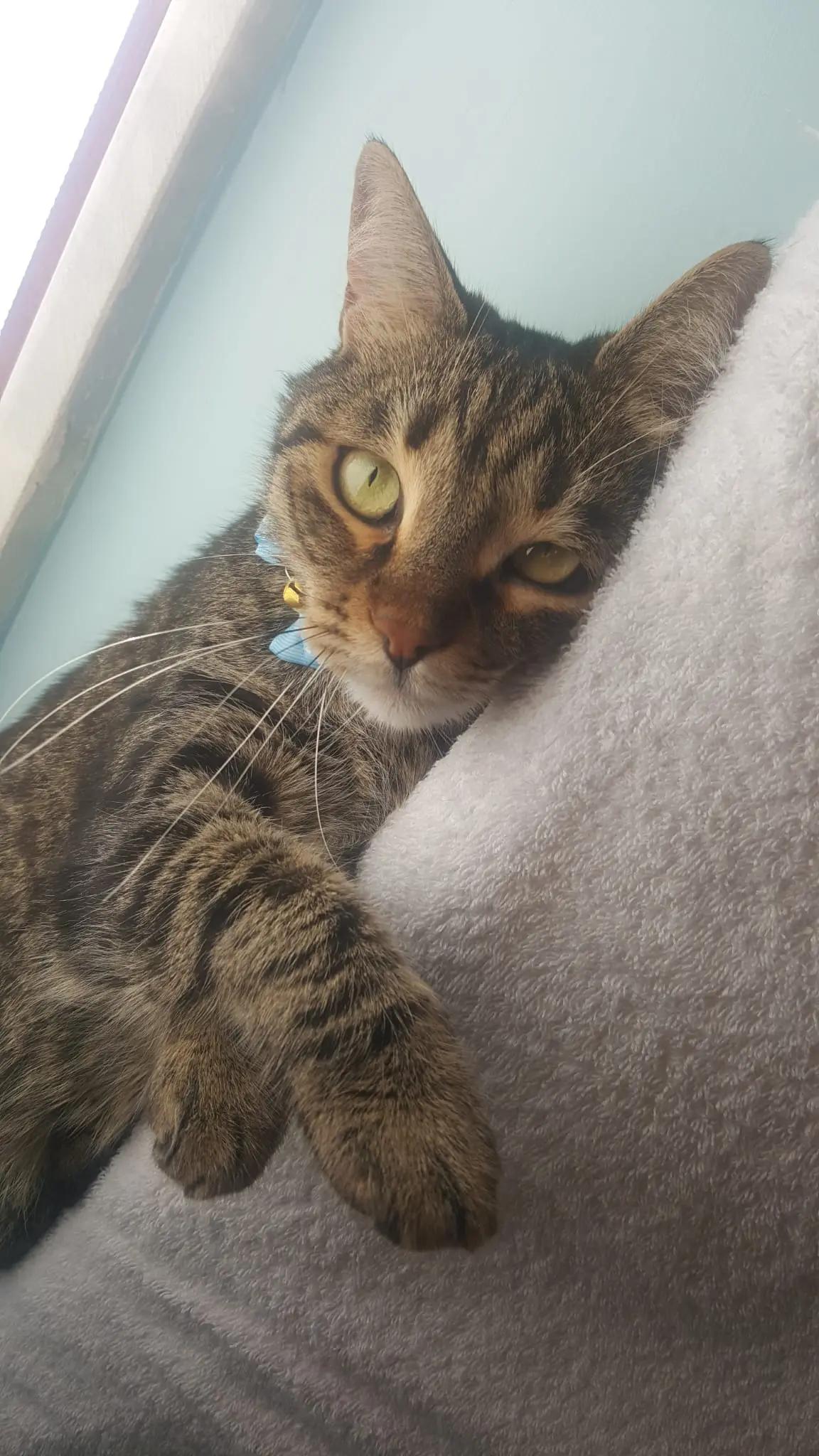 Kedi-Tekir | Yaman, 04.02.2026 Çarşamba tarihli fotoğrafı