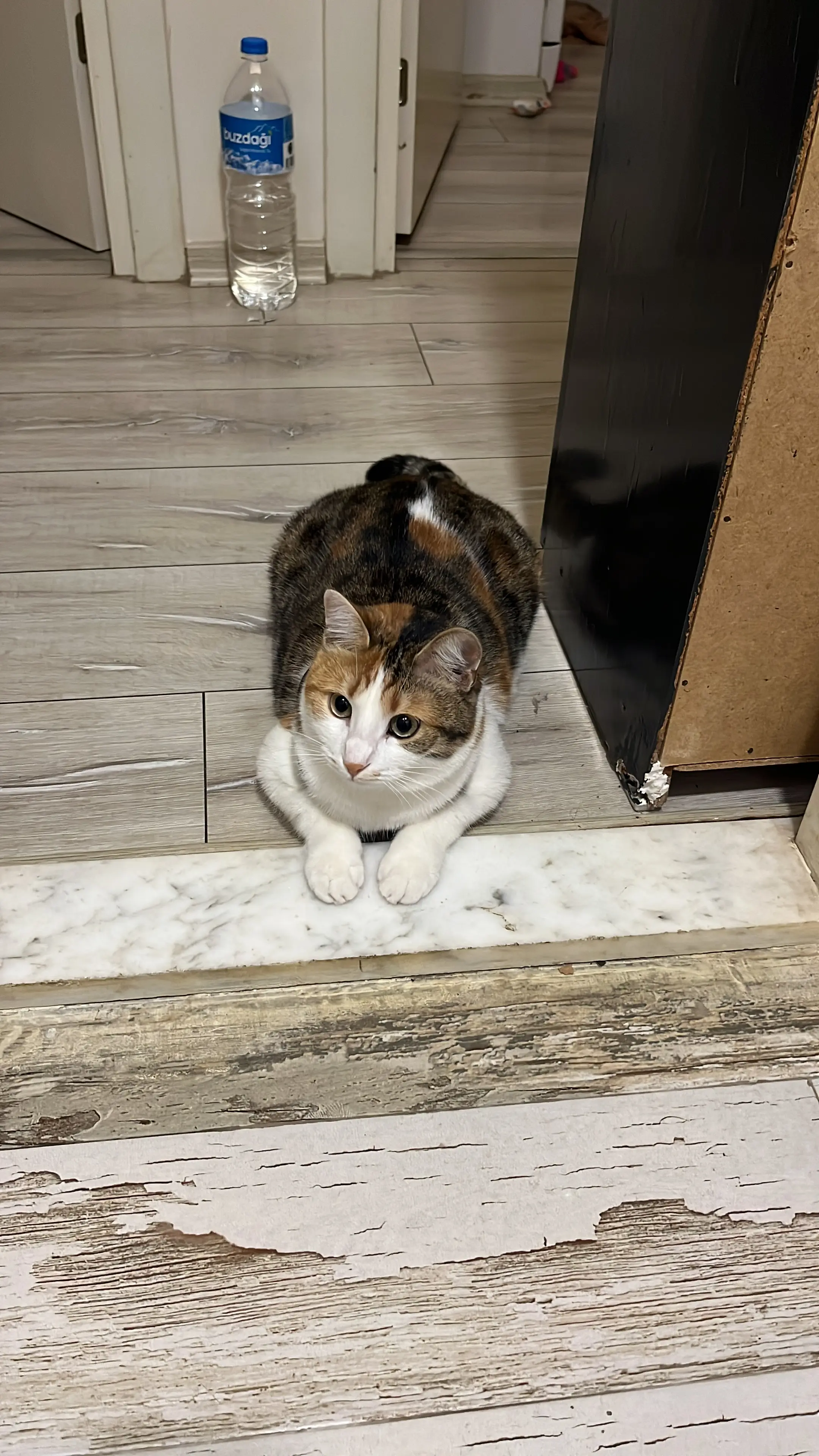 Kedi-Tekir | Prenses, 24.11.2025 Pazartesi tarihli fotoğrafı