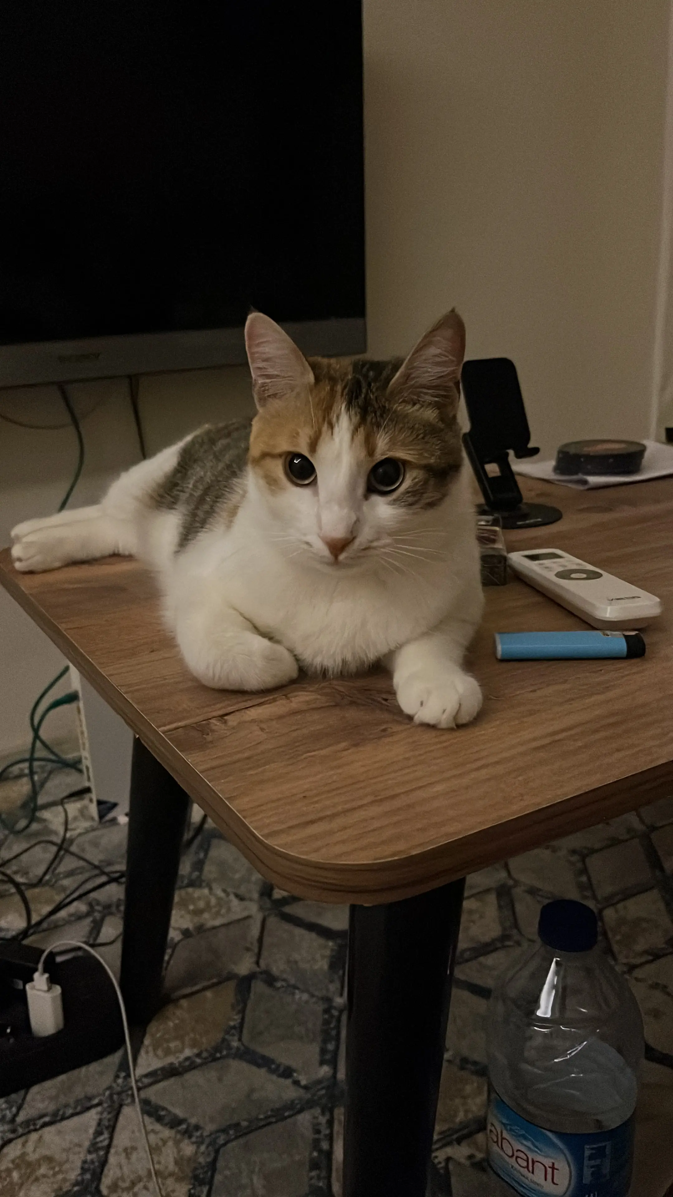 Kedi-Tekir | Prenses, 19.11.2025 Çarşamba tarihli fotoğrafı