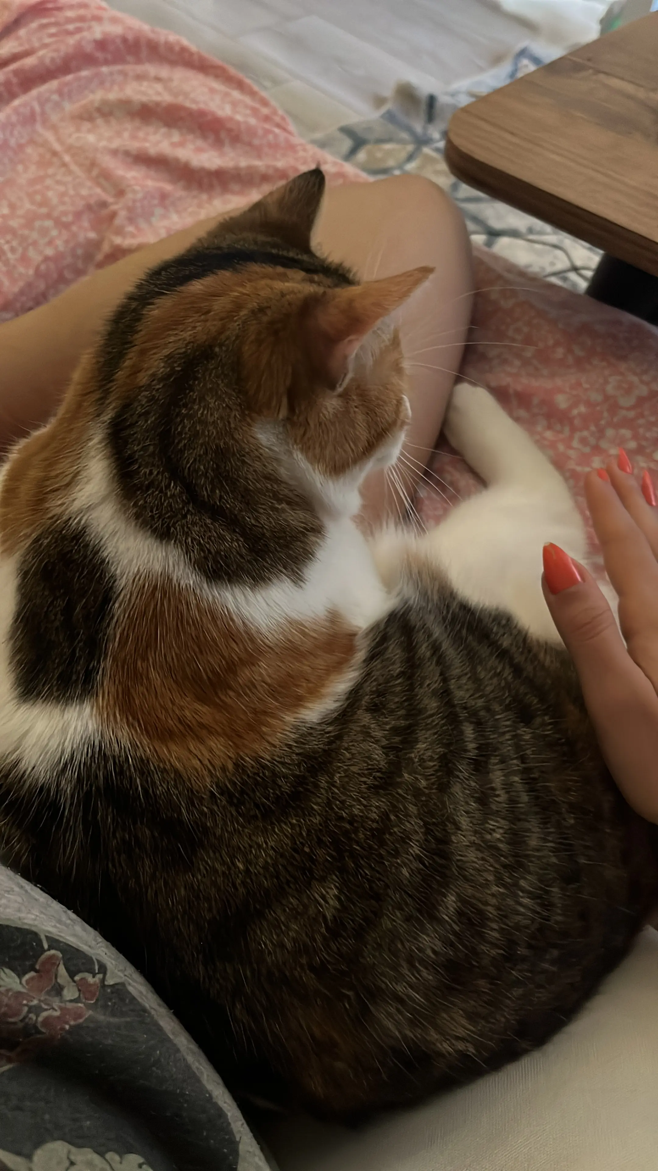 Kedi-Tekir | Prenses, 19.11.2025 Çarşamba tarihli fotoğrafı