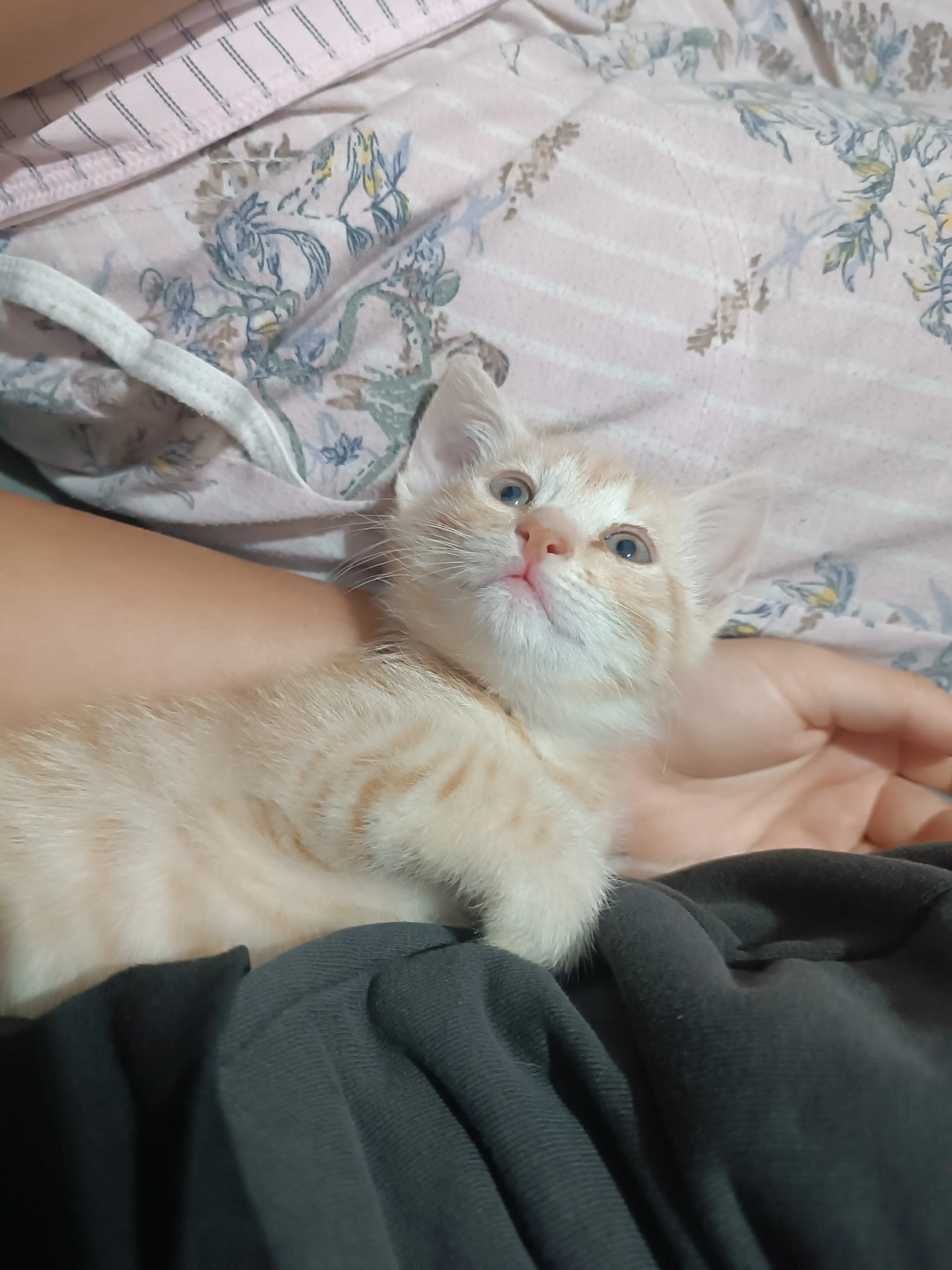 Kedi-Sarman | Şevşenko, 13.12.2025 Cumartesi tarihli fotoğrafı