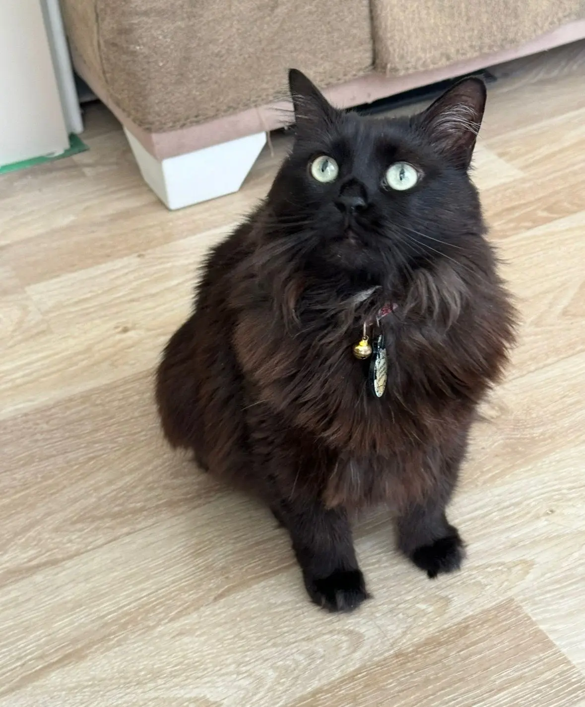 Kedi-Tekir | Salem, 14.01.2026 Çarşamba tarihli fotoğrafı