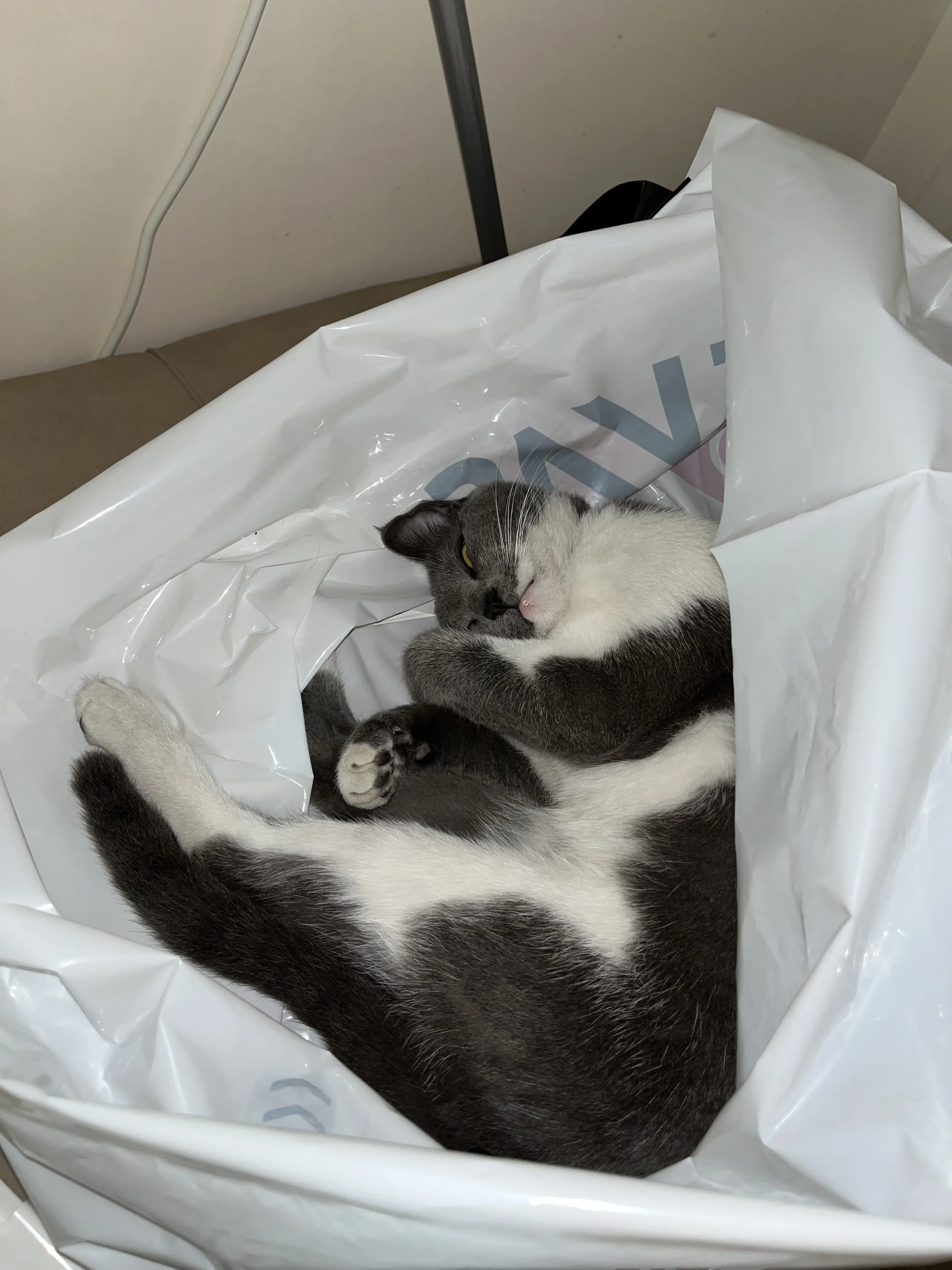 Kedi-Simokin | Müzeyyen , 03.01.2026 Cumartesi tarihli fotoğrafı