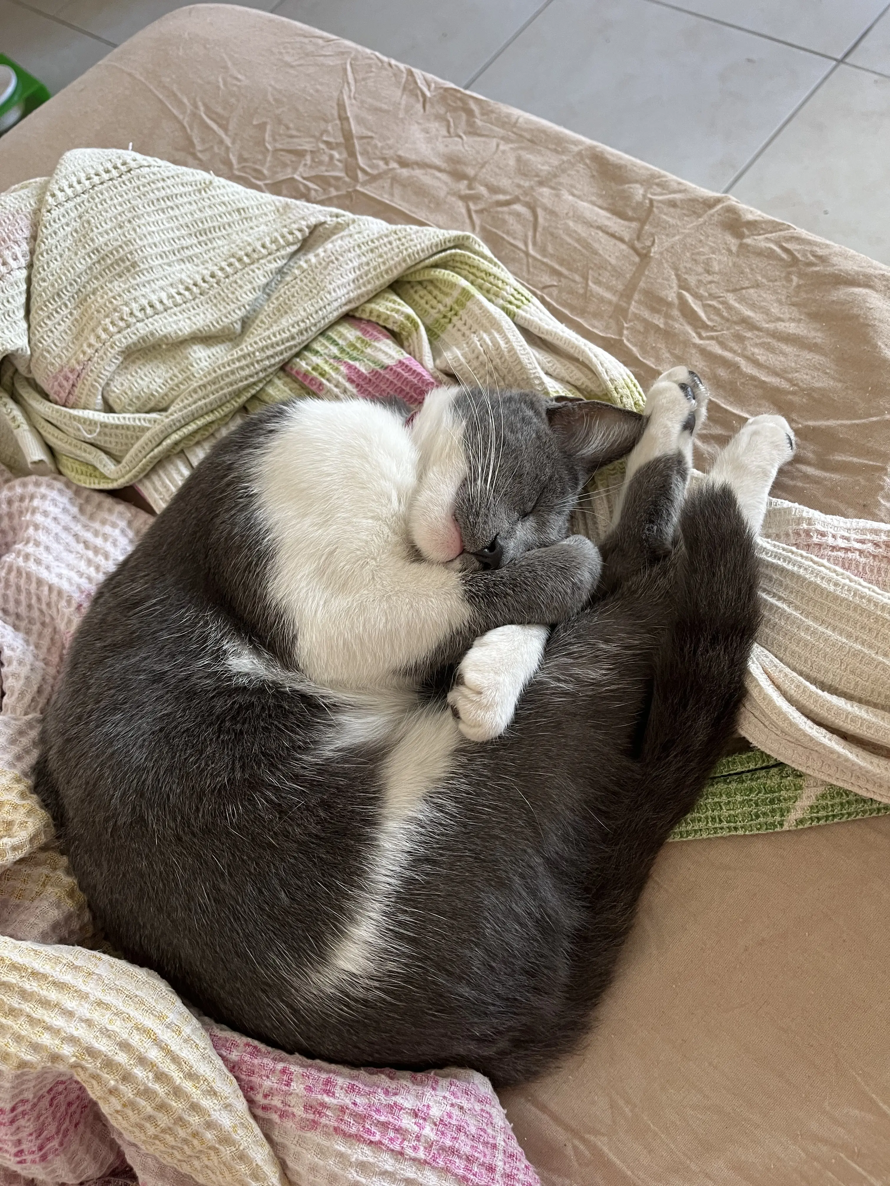 Kedi-Simokin | Müzeyyen , 03.01.2026 Cumartesi tarihli fotoğrafı