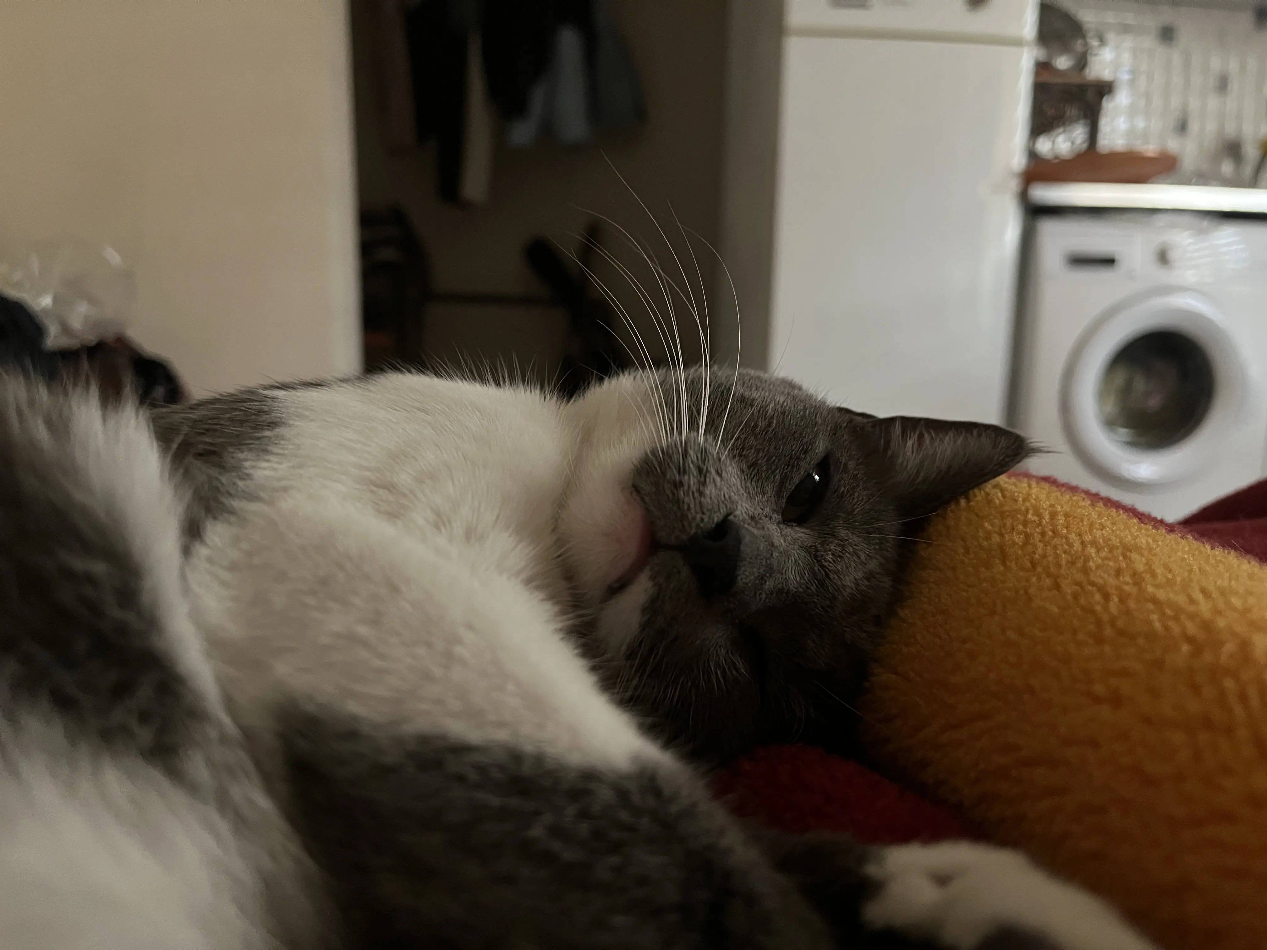 Kedi-Simokin | Müzeyyen , 03.01.2026 Cumartesi tarihli fotoğrafı