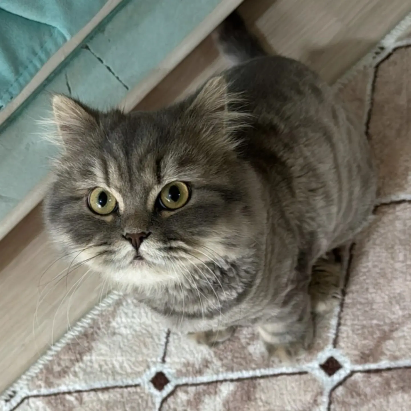 Kedi-British Longhair | FAFİ