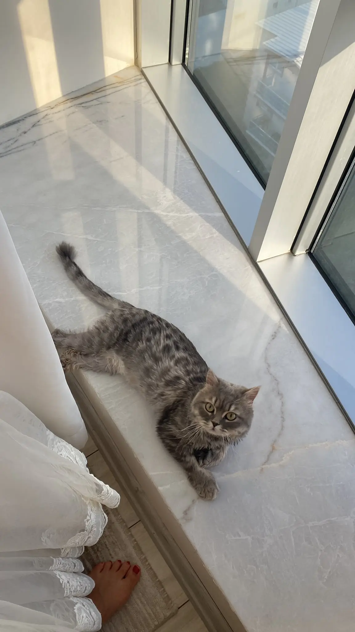 Kedi-British Longhair | FAFİ