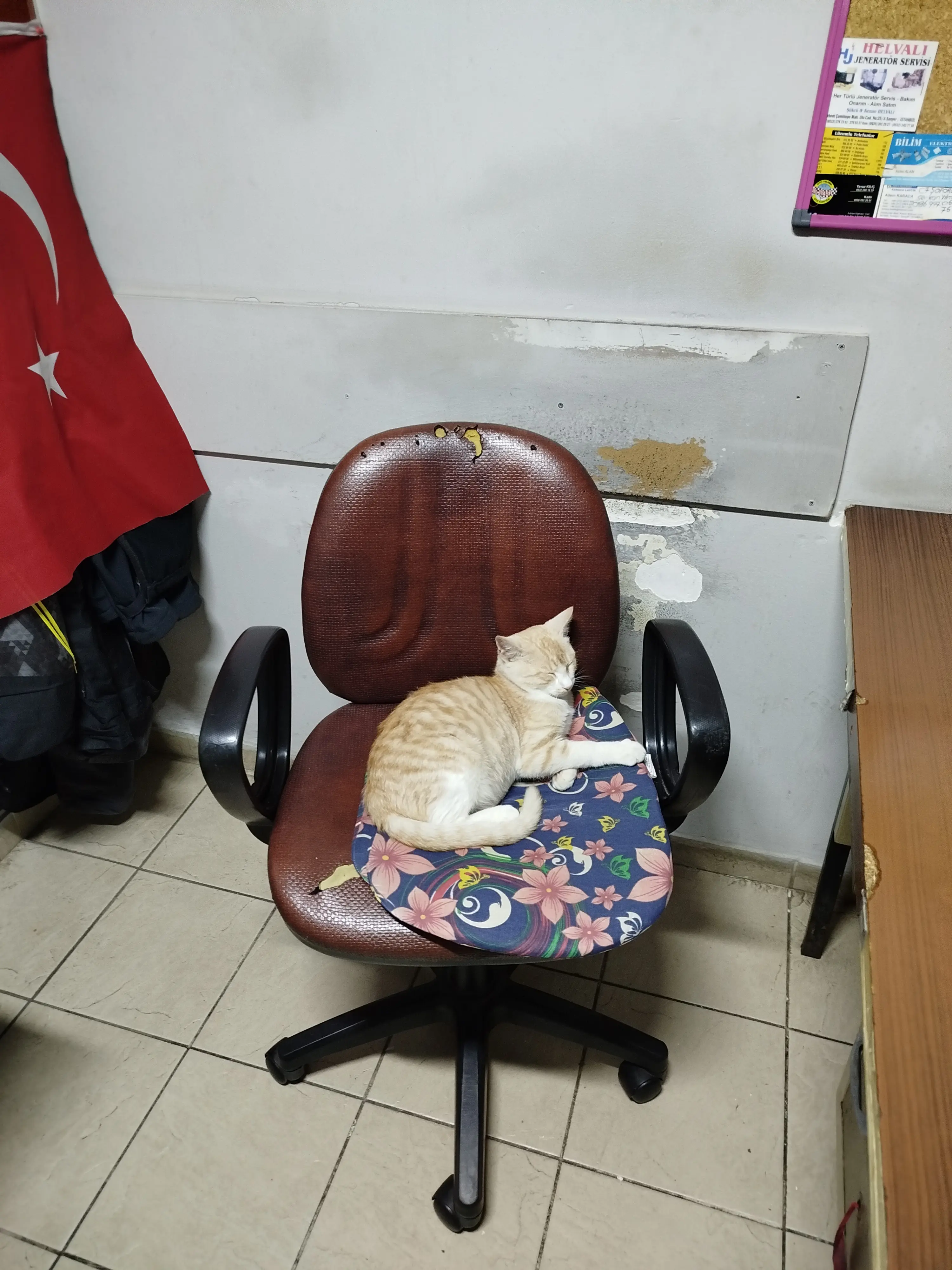 Kedi-Sarman | Bıdık, 07.11.2024 Perşembe tarihli fotoğrafı