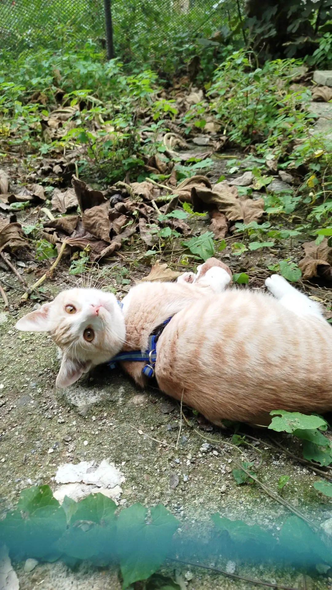 Kedi-Sarman | Bıdık, 07.11.2024 Perşembe tarihli fotoğrafı