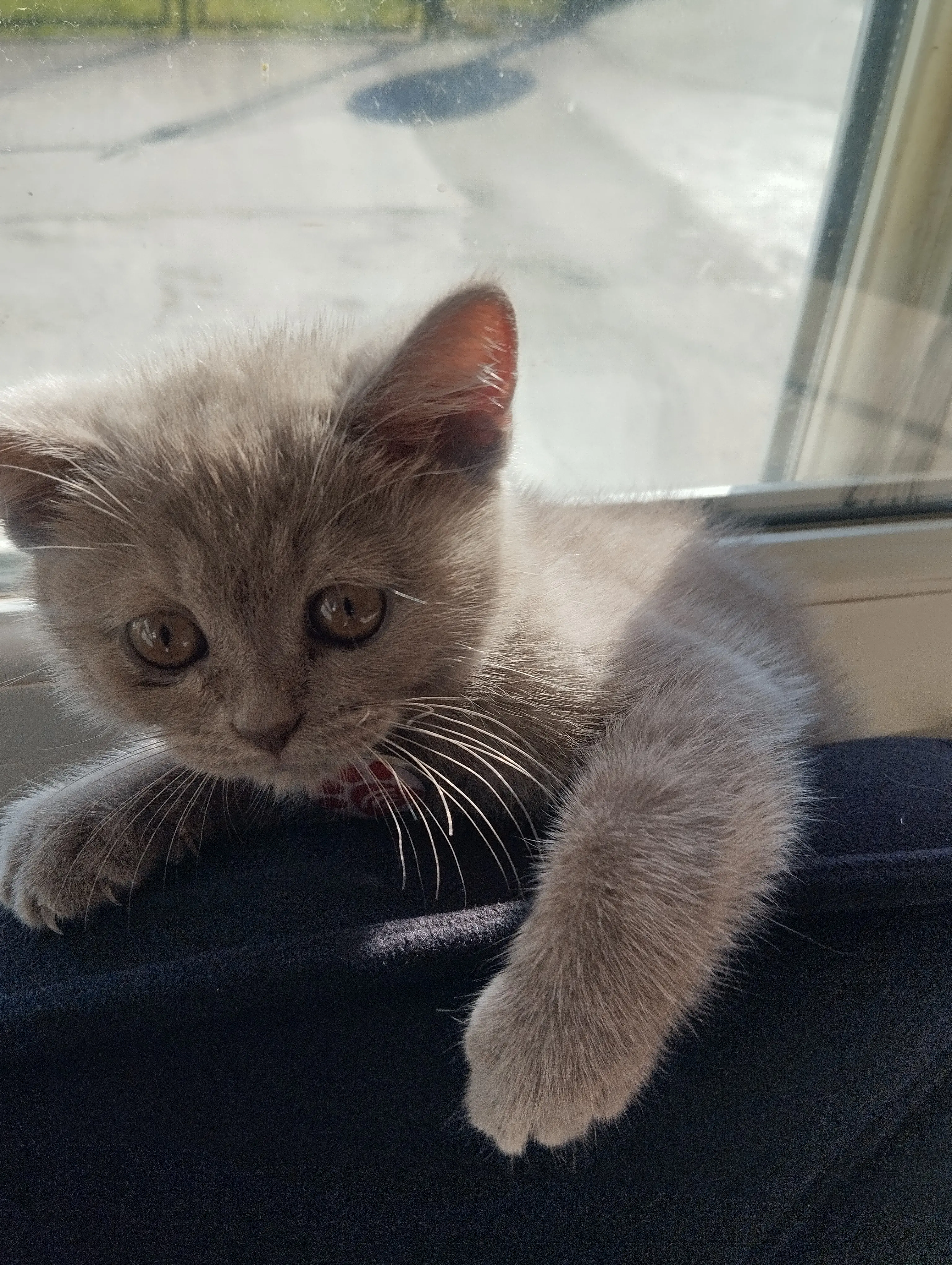 Kedi-British Shorthair | Maya, 28.04.2026 Salı tarihli fotoğrafı