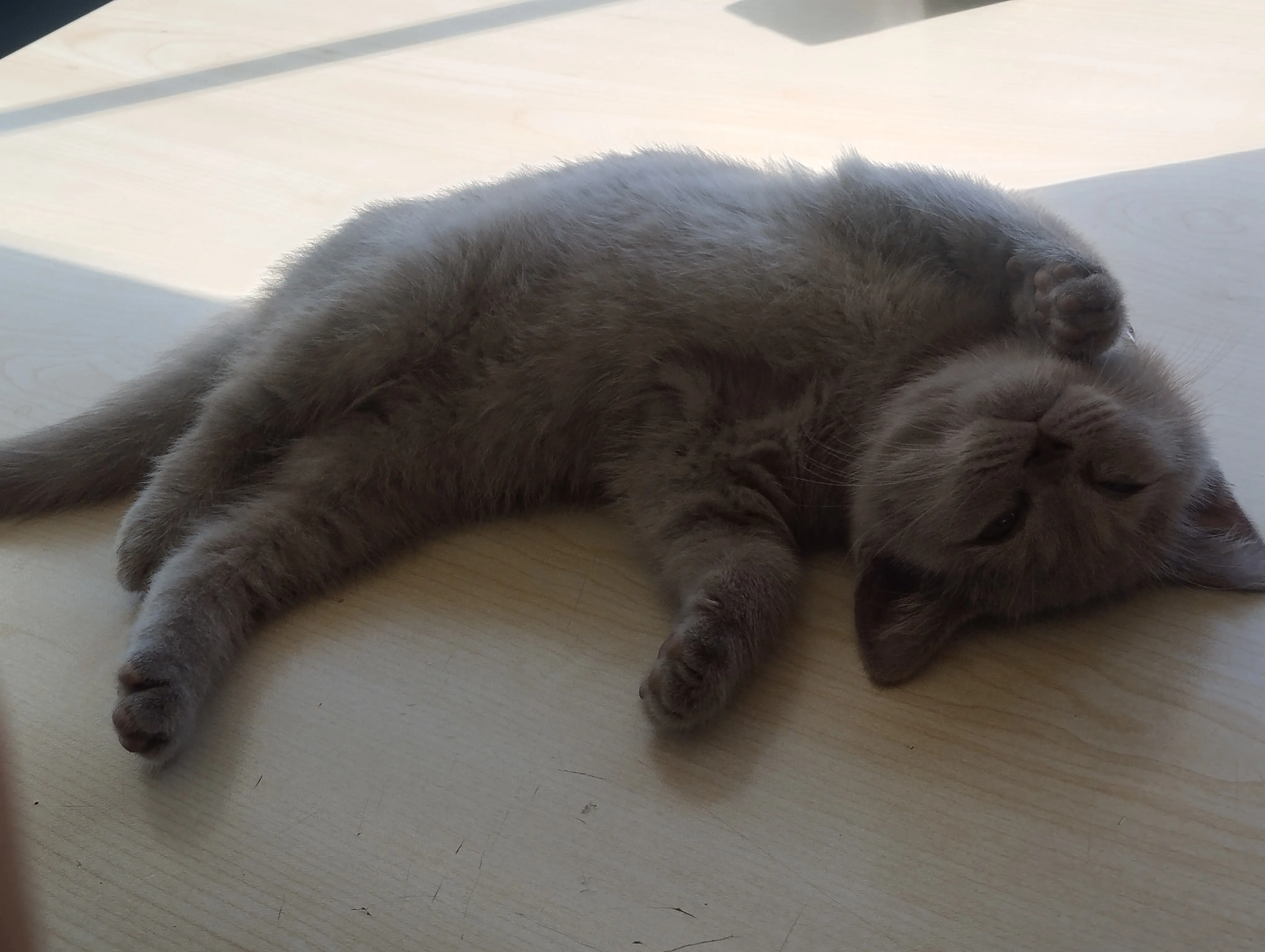 Kedi-British Shorthair | Maya, 28.04.2026 Salı tarihli fotoğrafı