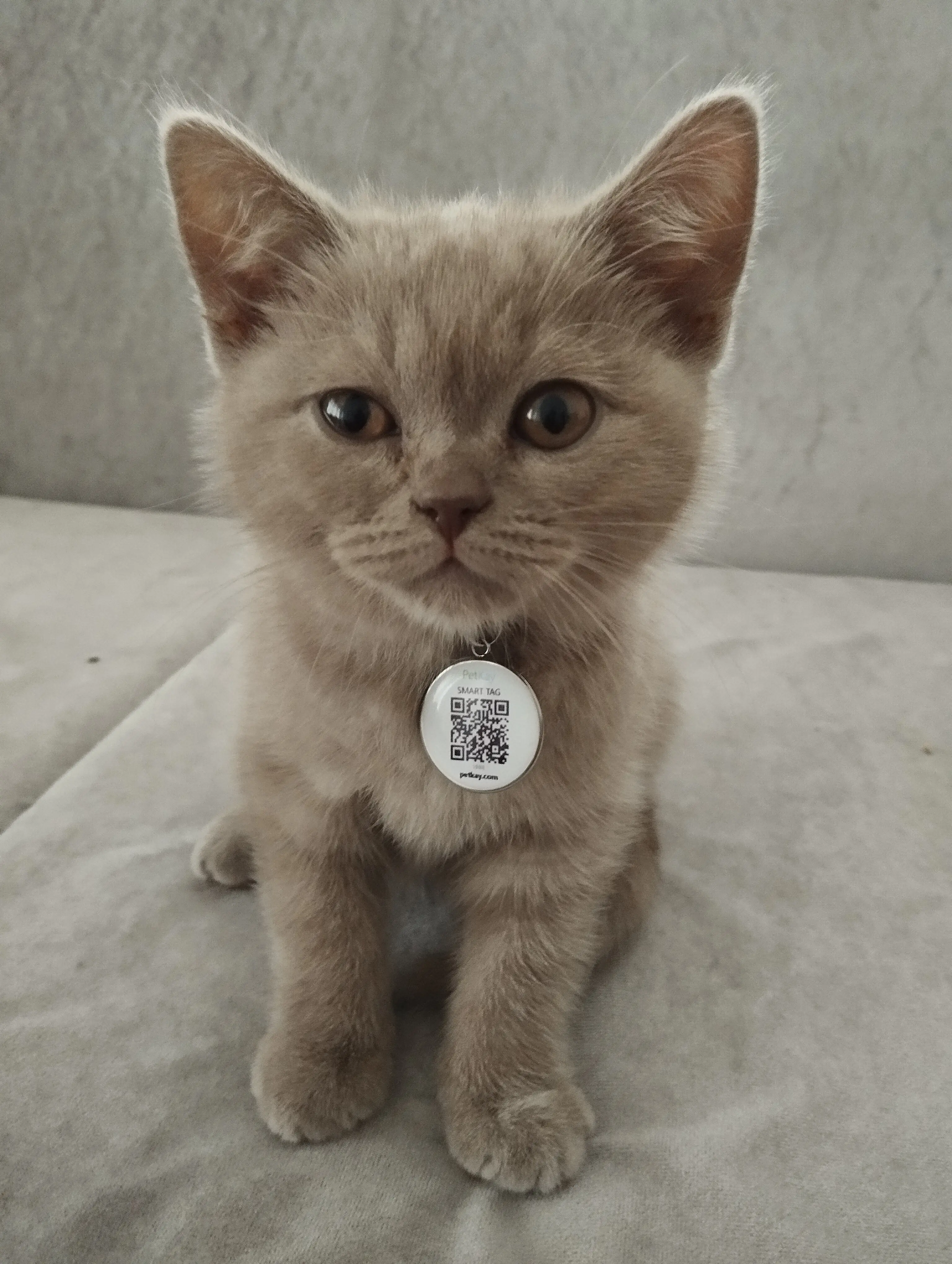 Kedi-British Shorthair | Maya, 28.04.2026 Salı tarihli fotoğrafı