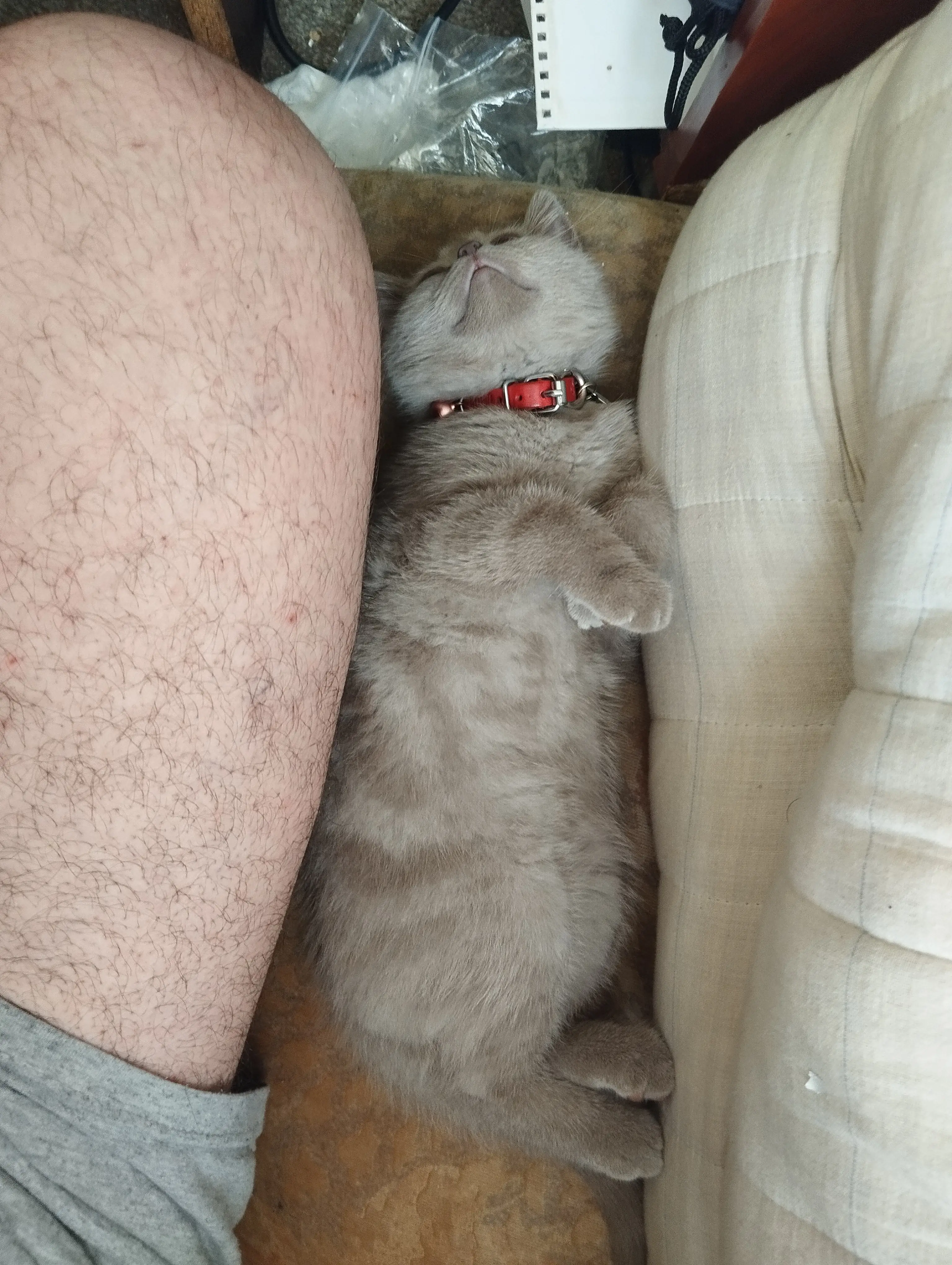 Kedi-British Shorthair | Maya