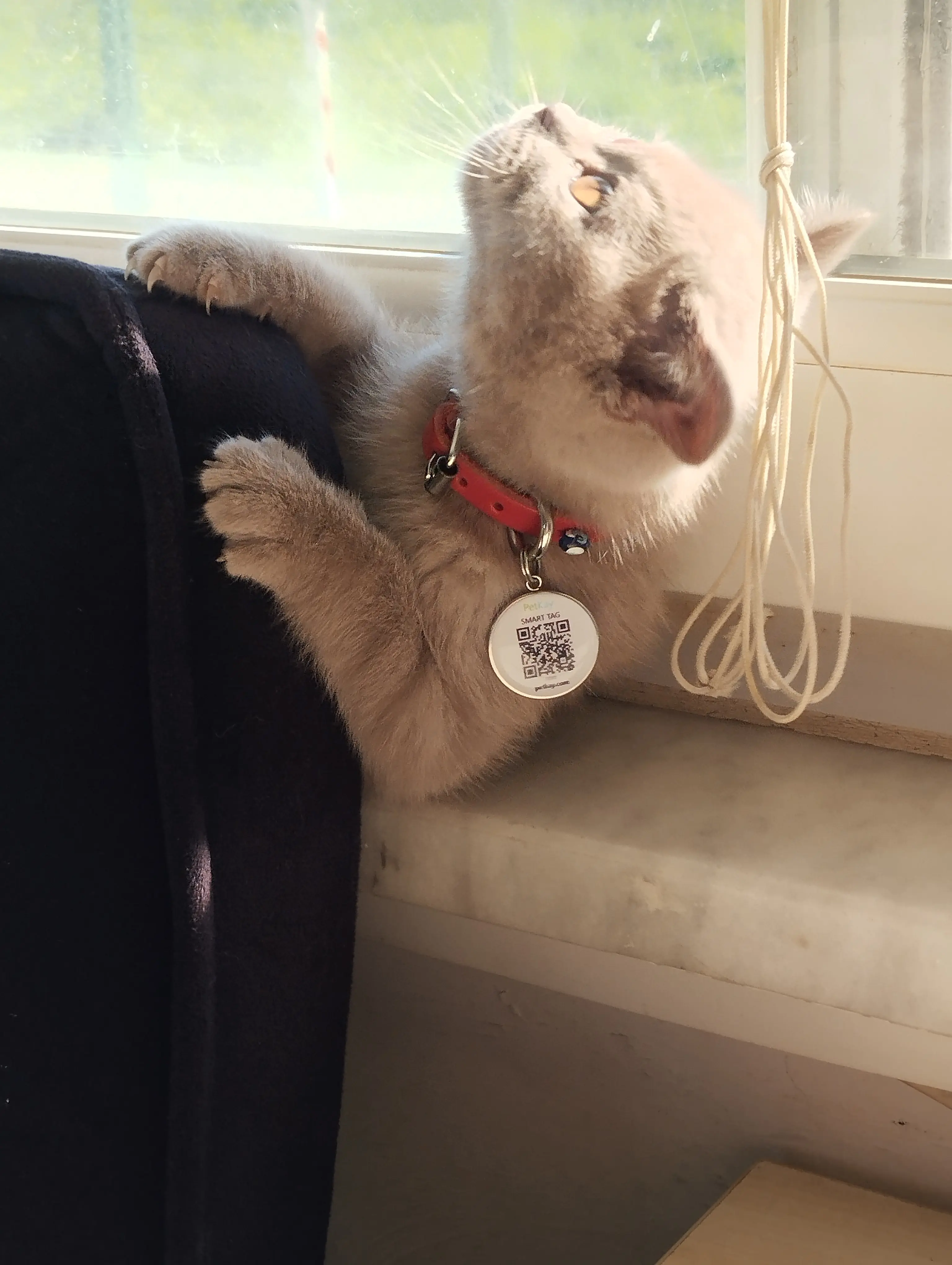 Kedi-British Shorthair | Maya, 28.04.2026 Salı tarihli fotoğrafı