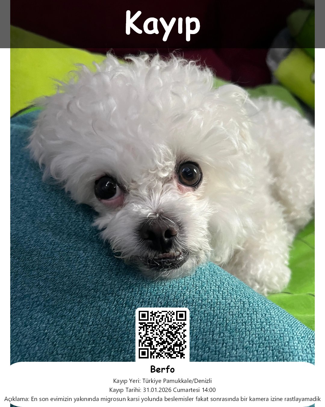 berfo maltese kopek pamukkale denizli 41