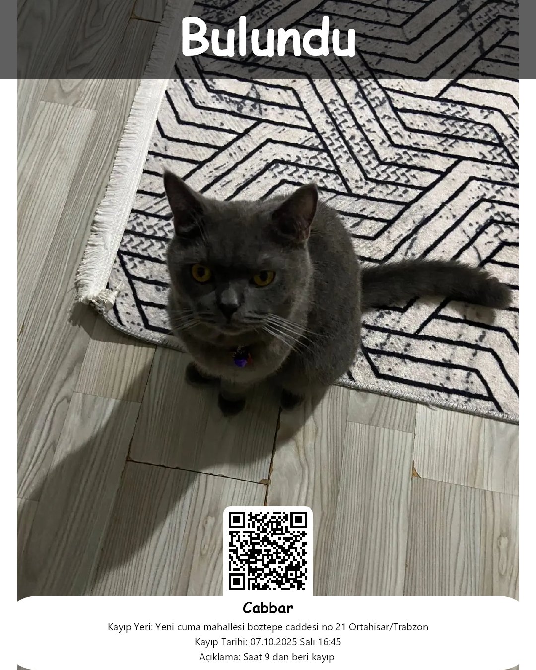 cabbar british shorthair kedi ortahisar trabzon 21