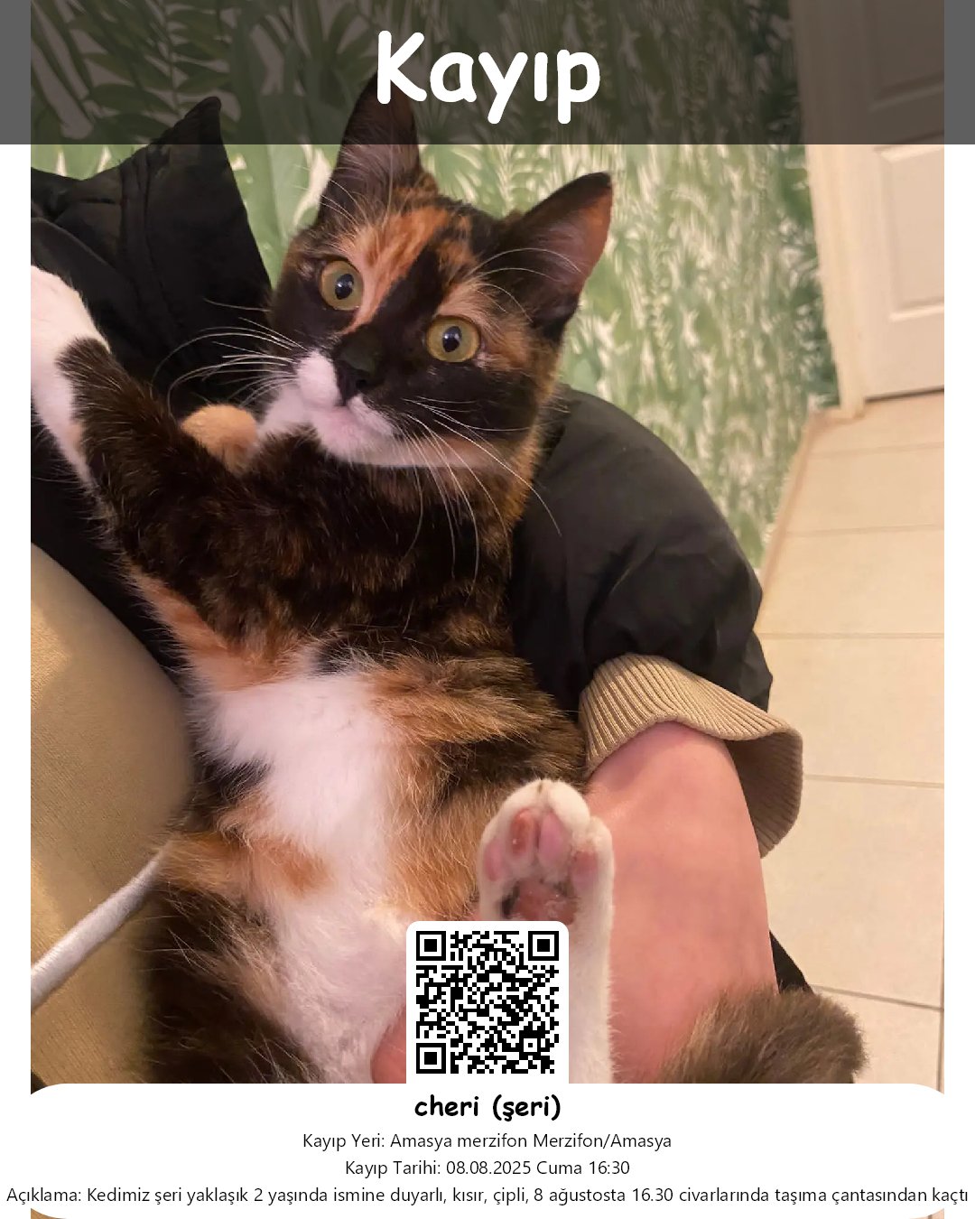 cheri seri tekir kedi merzifon amasya 27
