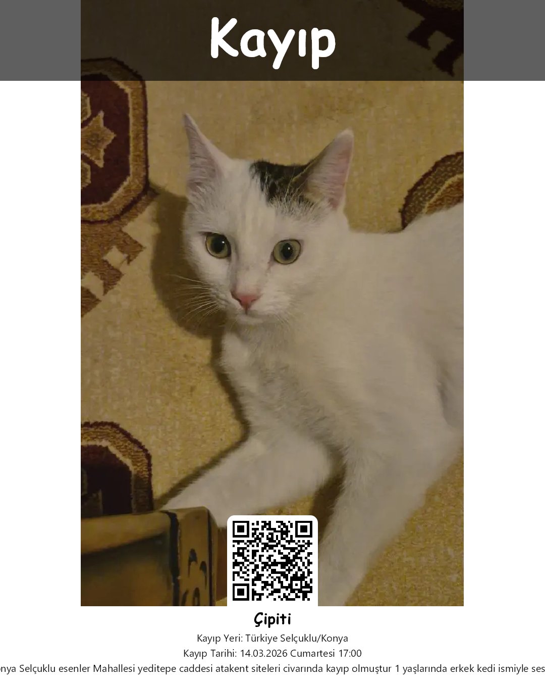 cipiti tekir kedi selcuklu konya 50