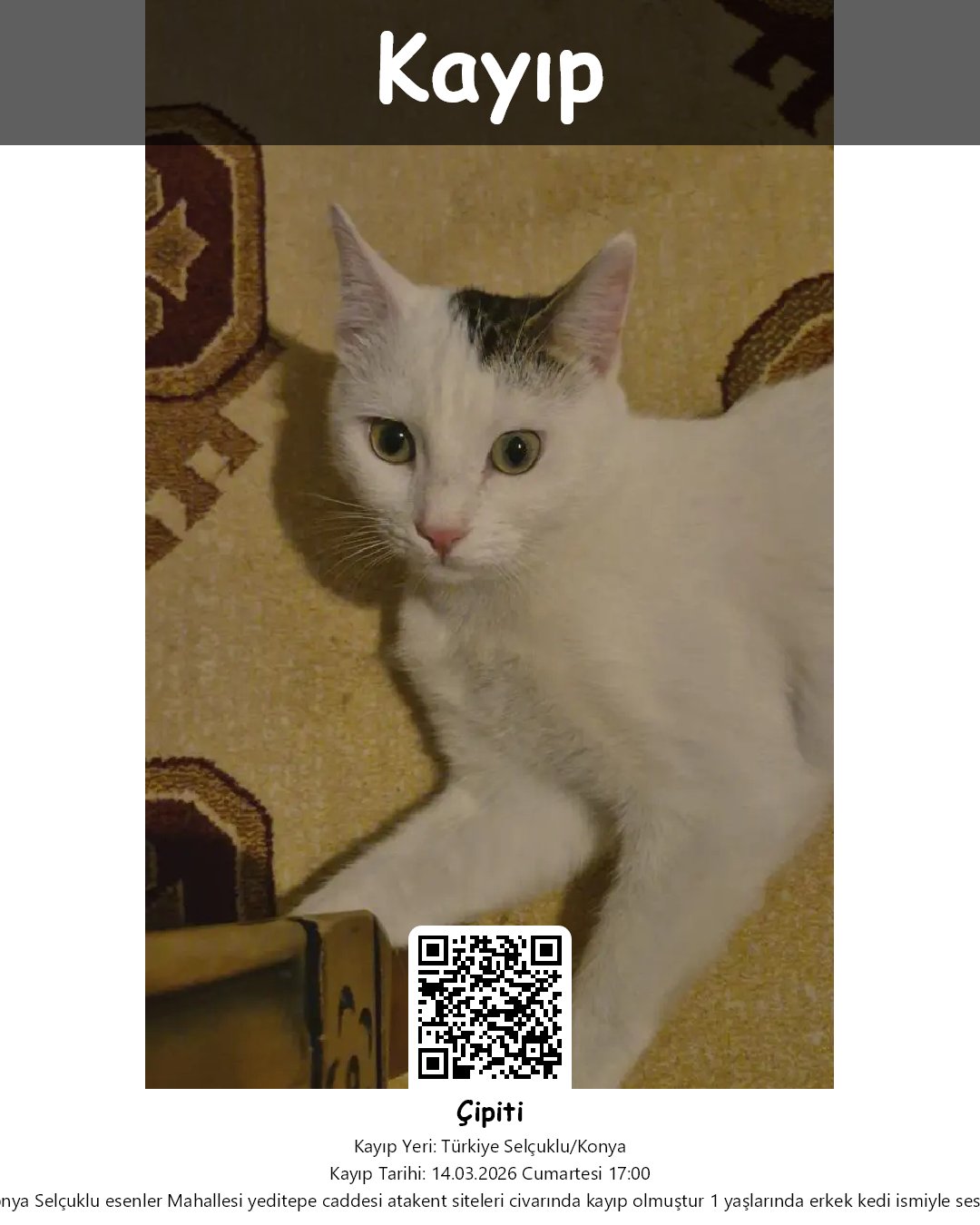 cipiti tekir kedi selcuklu konya 51