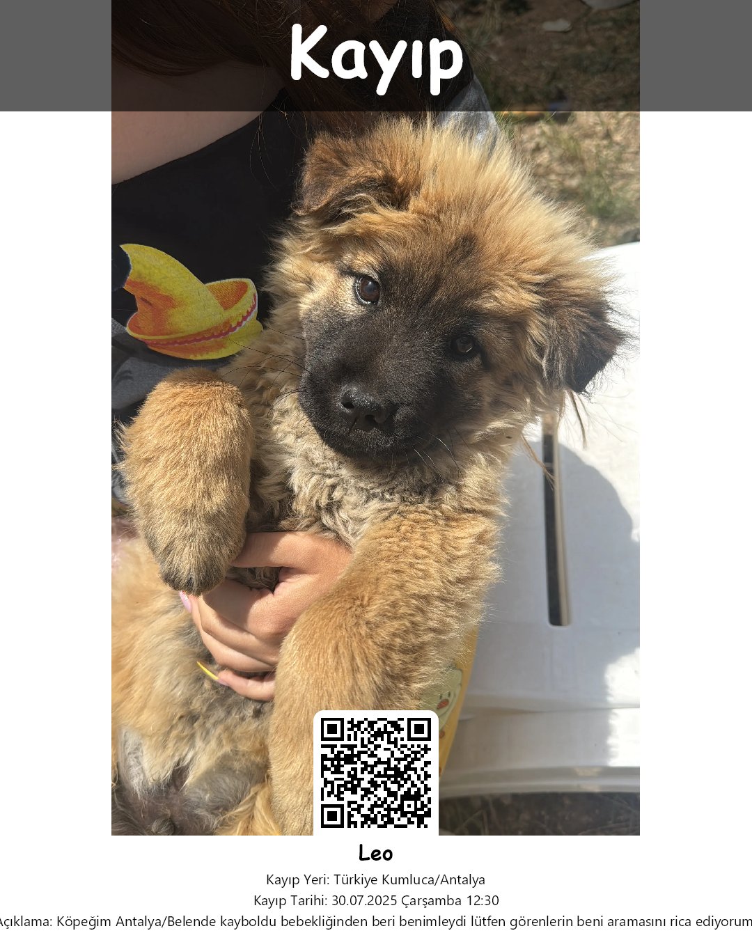 leo chow chow kopek kumluca antalya 13