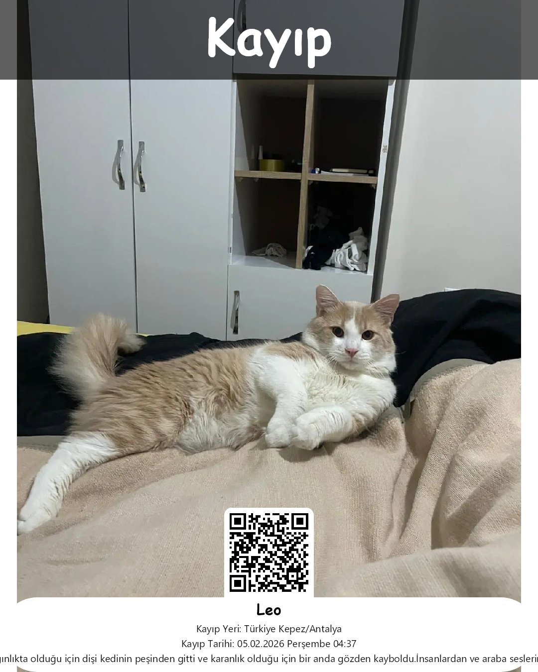 leo sarman kedi kepez antalya 48