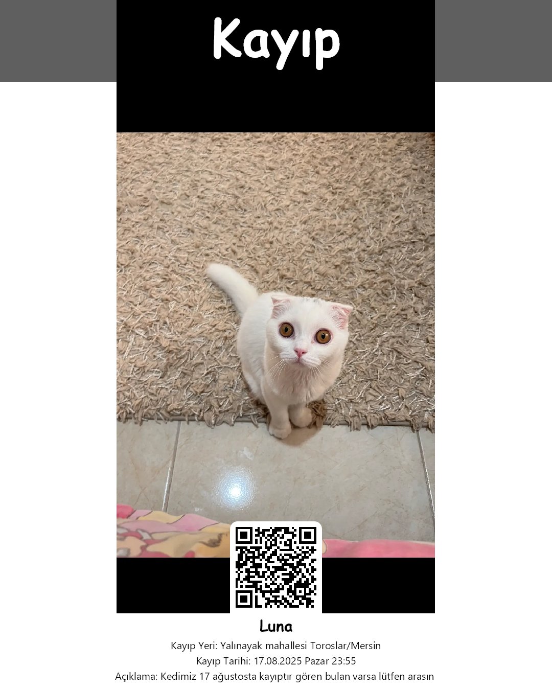 luna scottish fold kedi toroslar mersin 17
