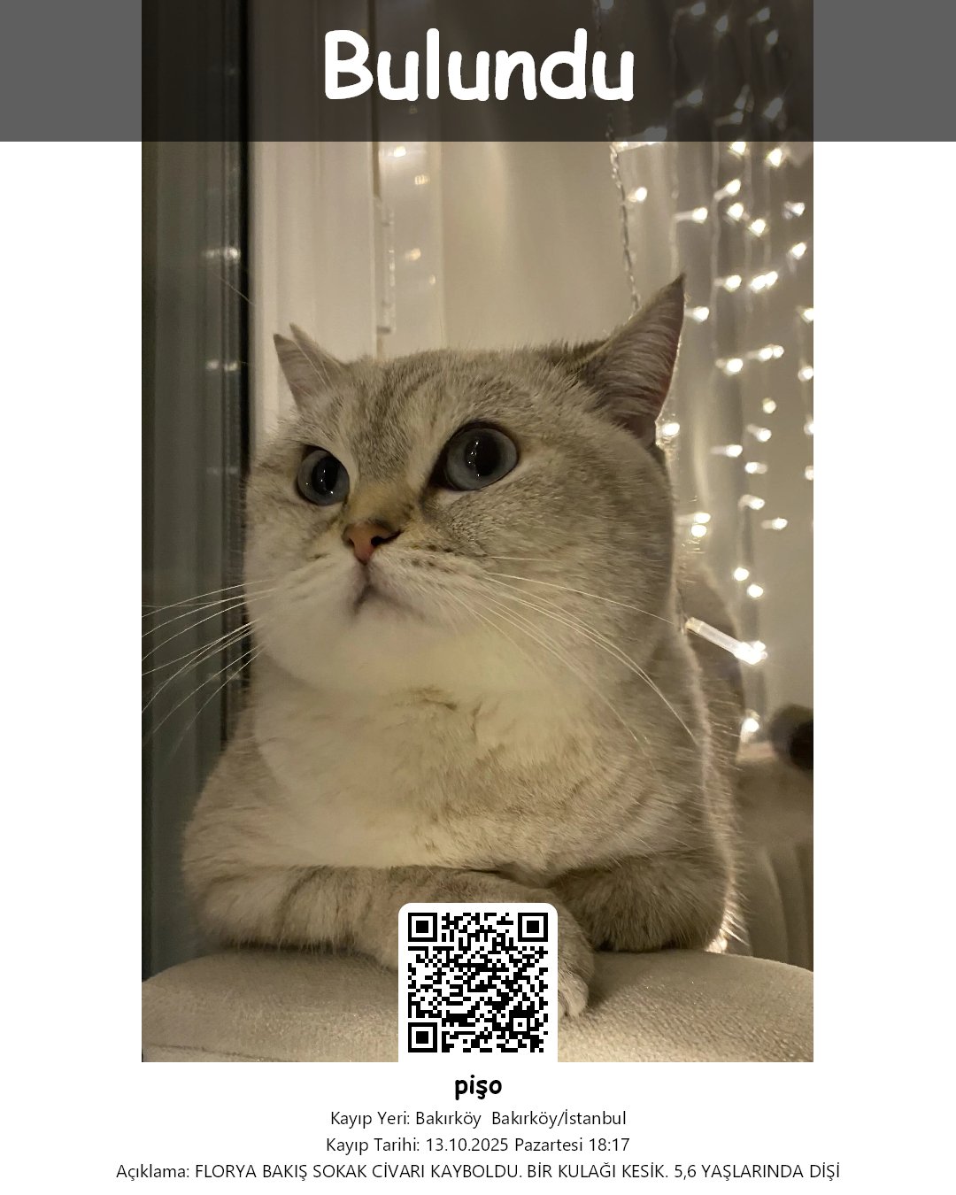 piso british shorthair kedi bakirkoy istanbul 23