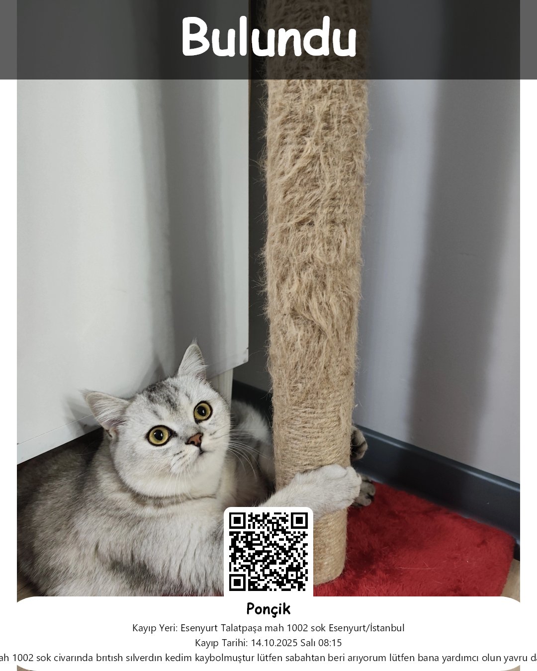 poncik british shorthair kedi esenyurt istanbul 25