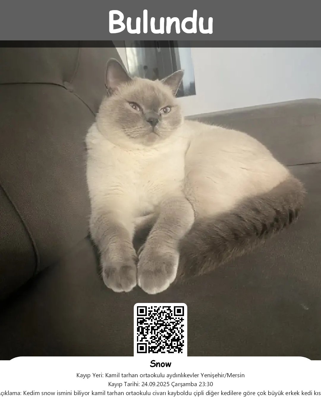 snow british shorthair kedi yenisehir mersin 20