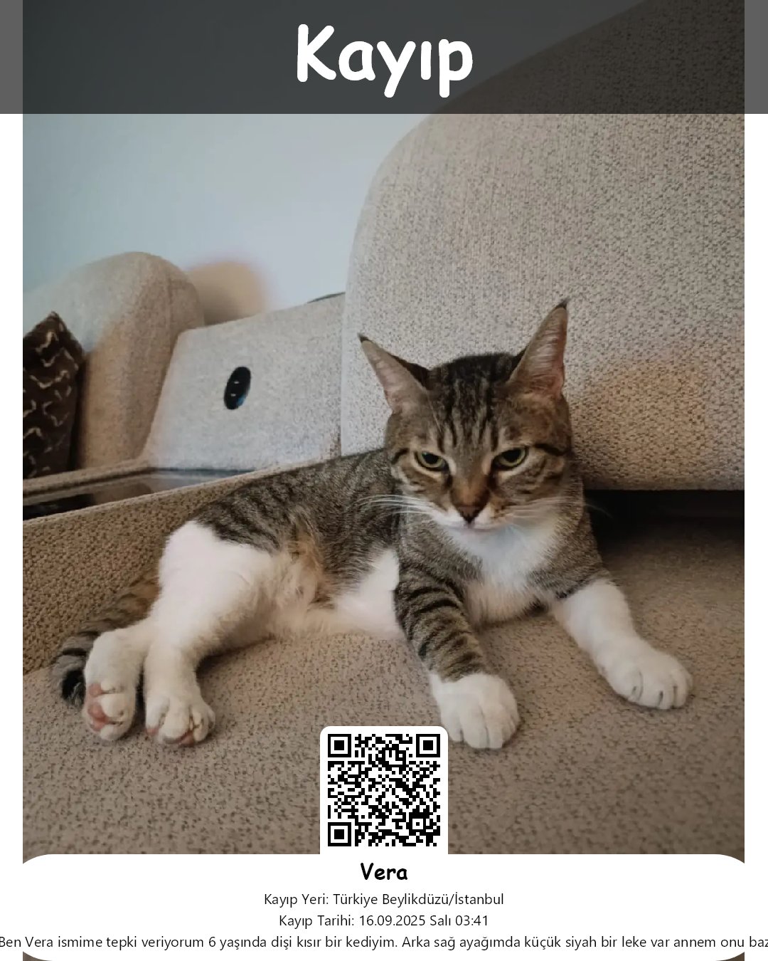 vera tekir kedi beylikduzu istanbul 18
