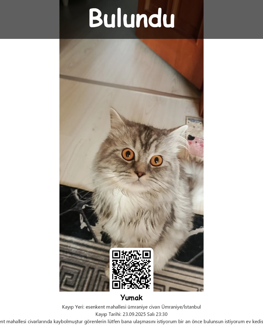 yumak british longhair kedi umraniye istanbul 19