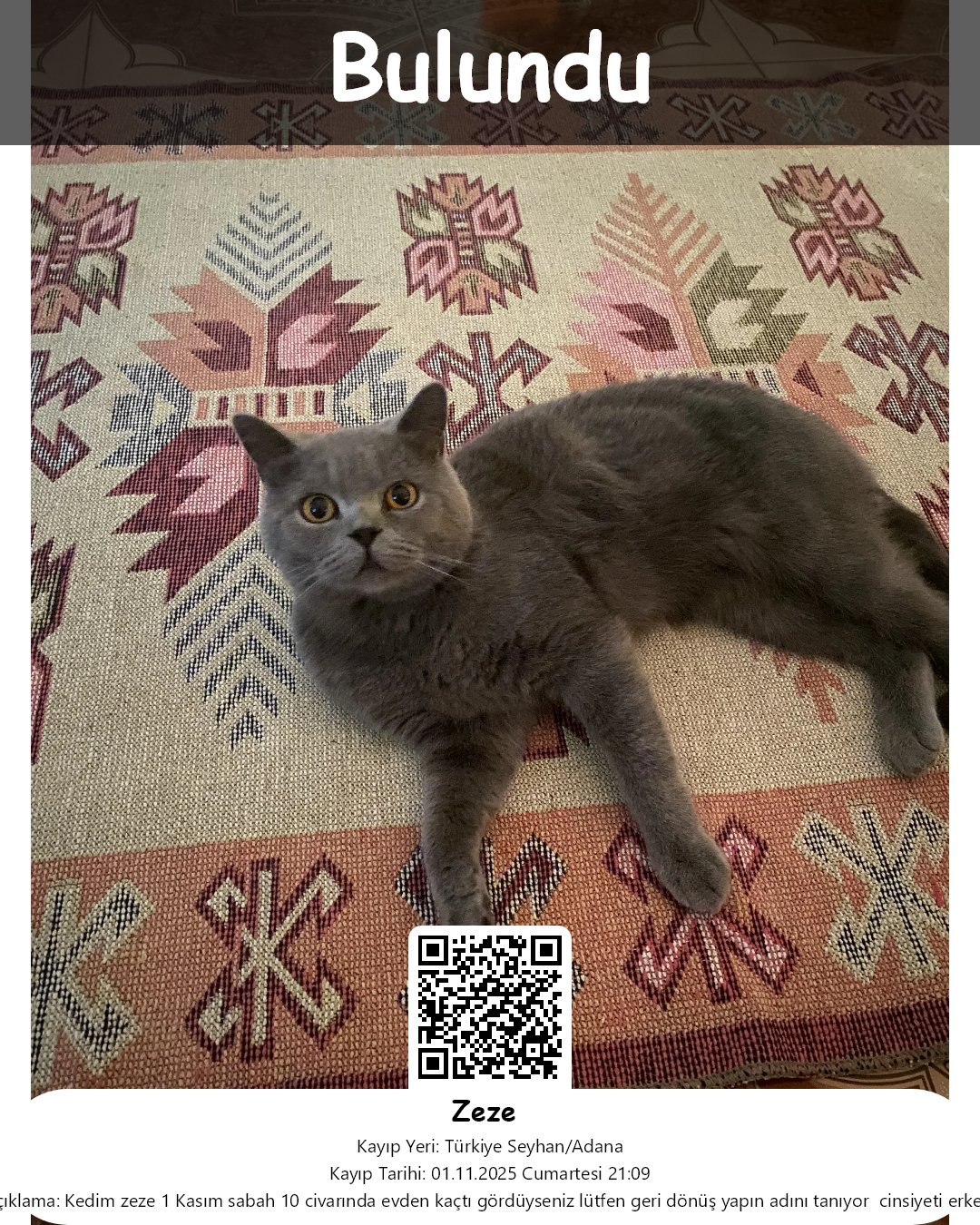 zeze british shorthair kedi seyhan adana 29